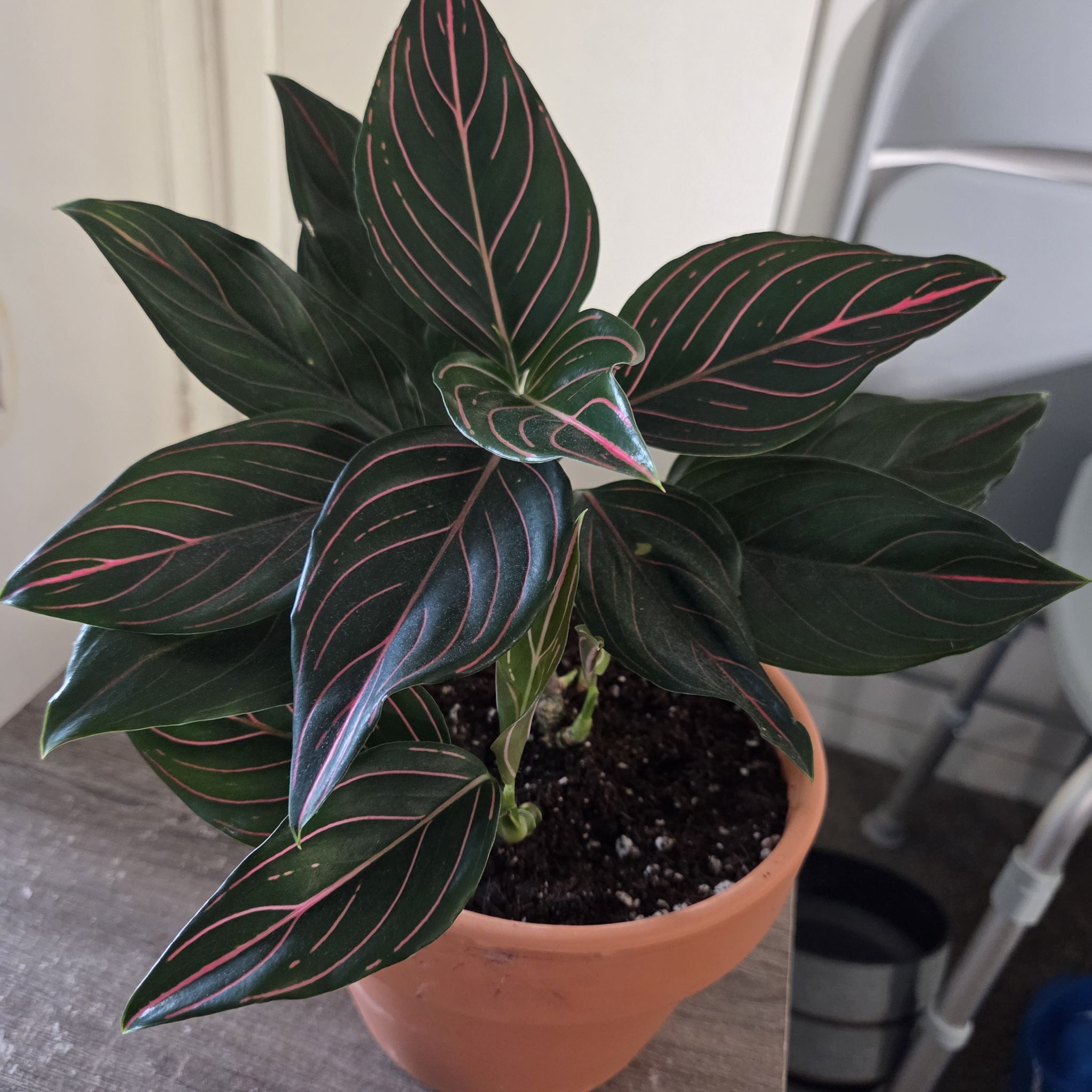 Photo of the plant species Aglaonema commutatum 'Red Vein' by @NikkiBplantmom named TEHANI on Greg, the plant care app