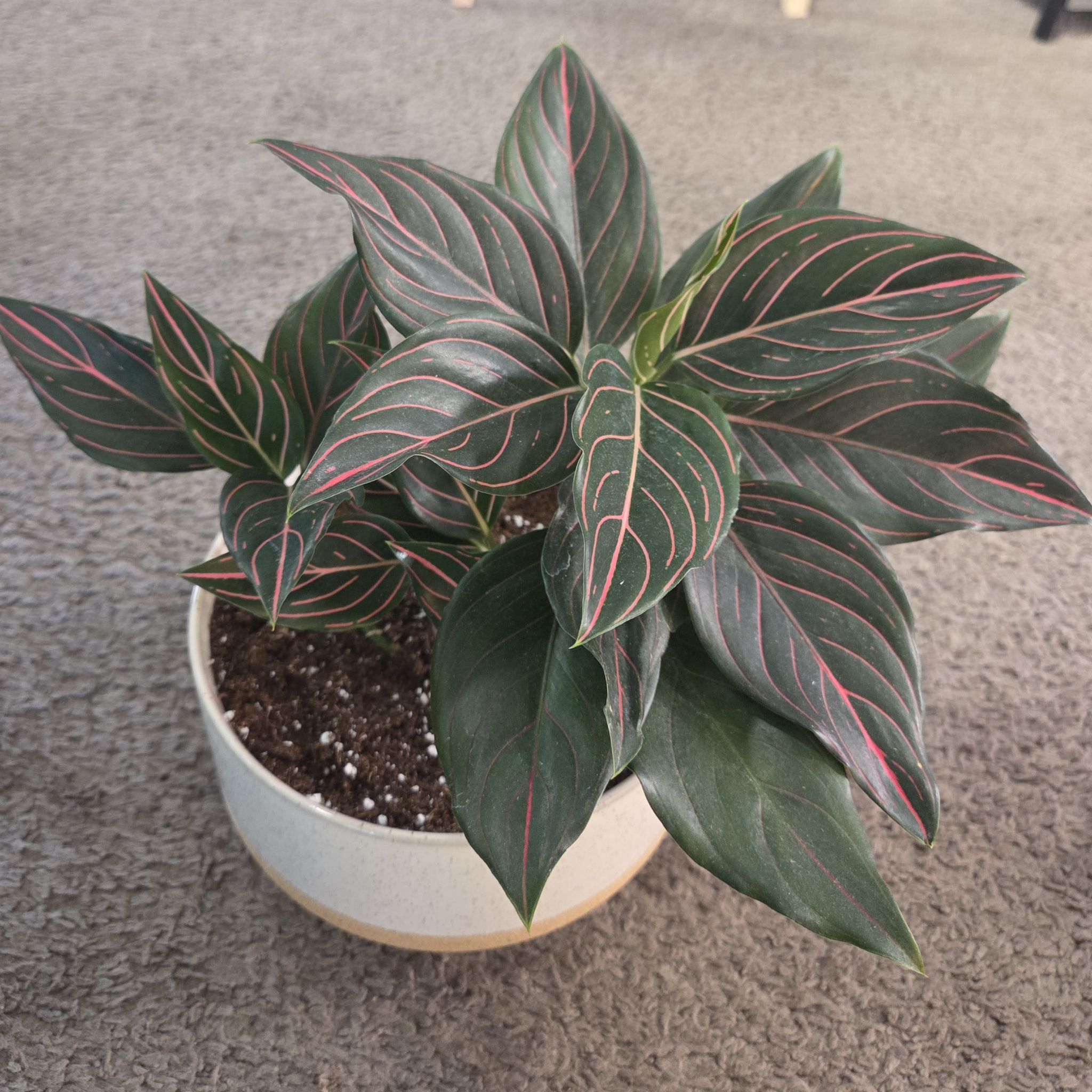 Photo of the plant species Aglaonema commutatum 'Red Vein' by @NikkiBplantmom named TEHANI on Greg, the plant care app