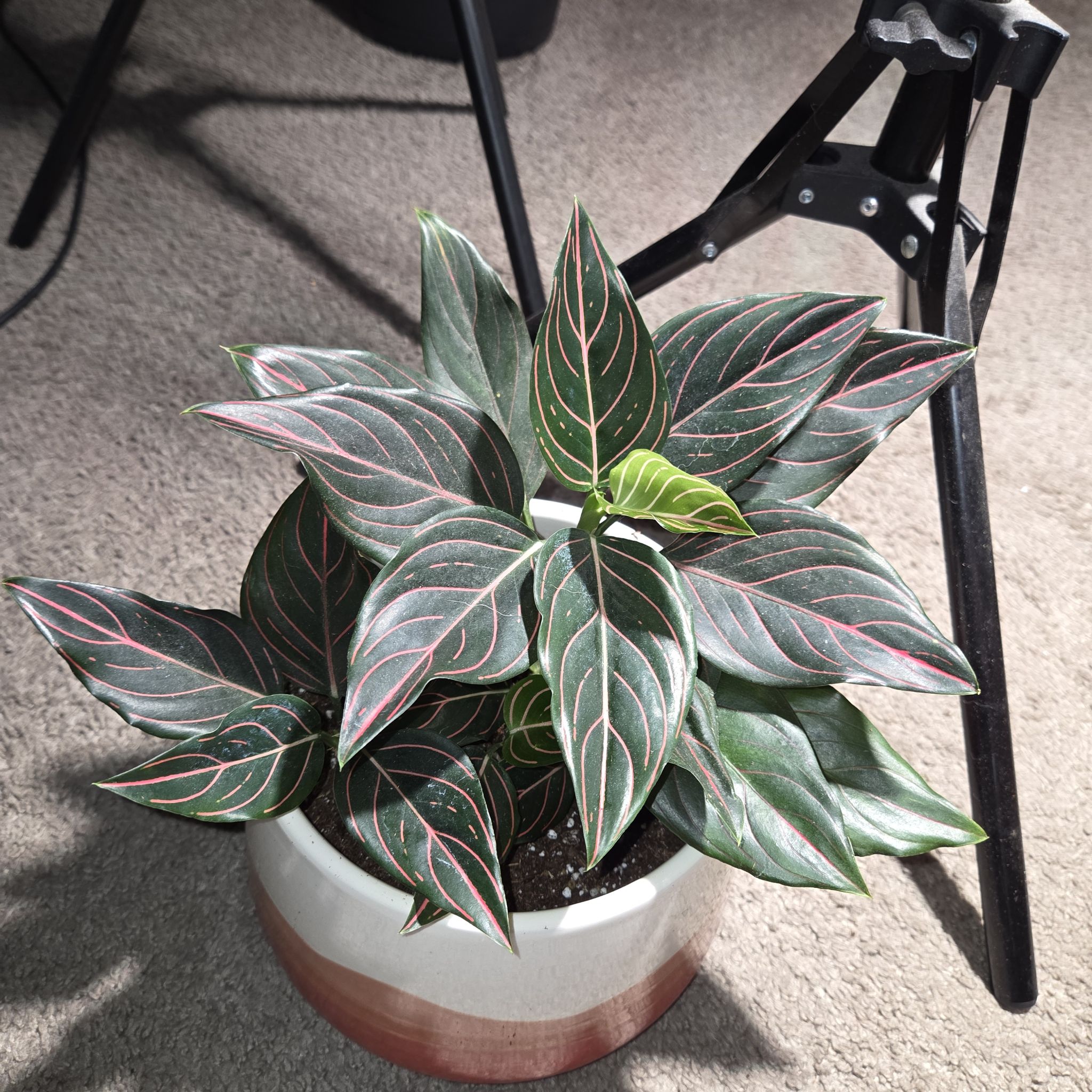 Photo of the plant species Aglaonema commutatum 'Red Vein' by @NikkiBplantmom named TEHANI on Greg, the plant care app