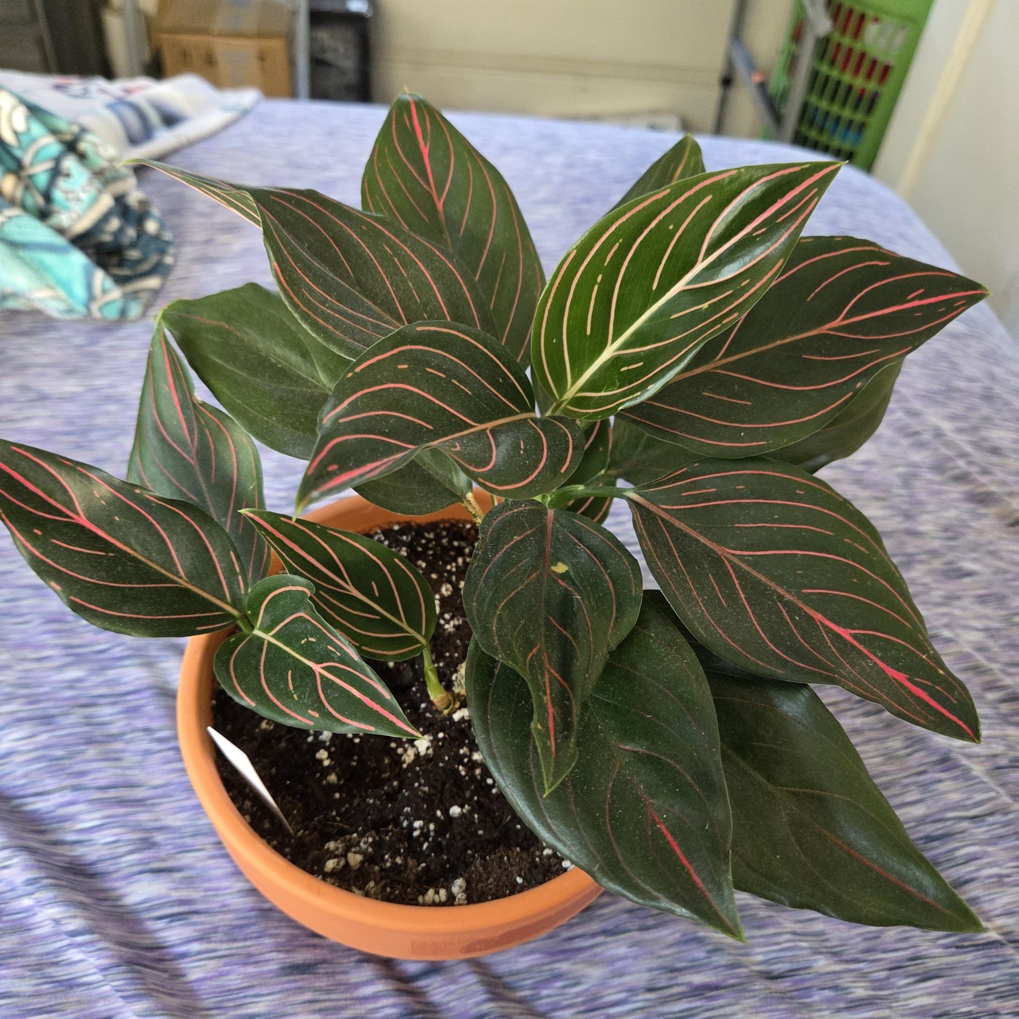 Photo of the plant species Aglaonema commutatum 'Red Vein' by @NikkiBplantmom named TEHANI on Greg, the plant care app