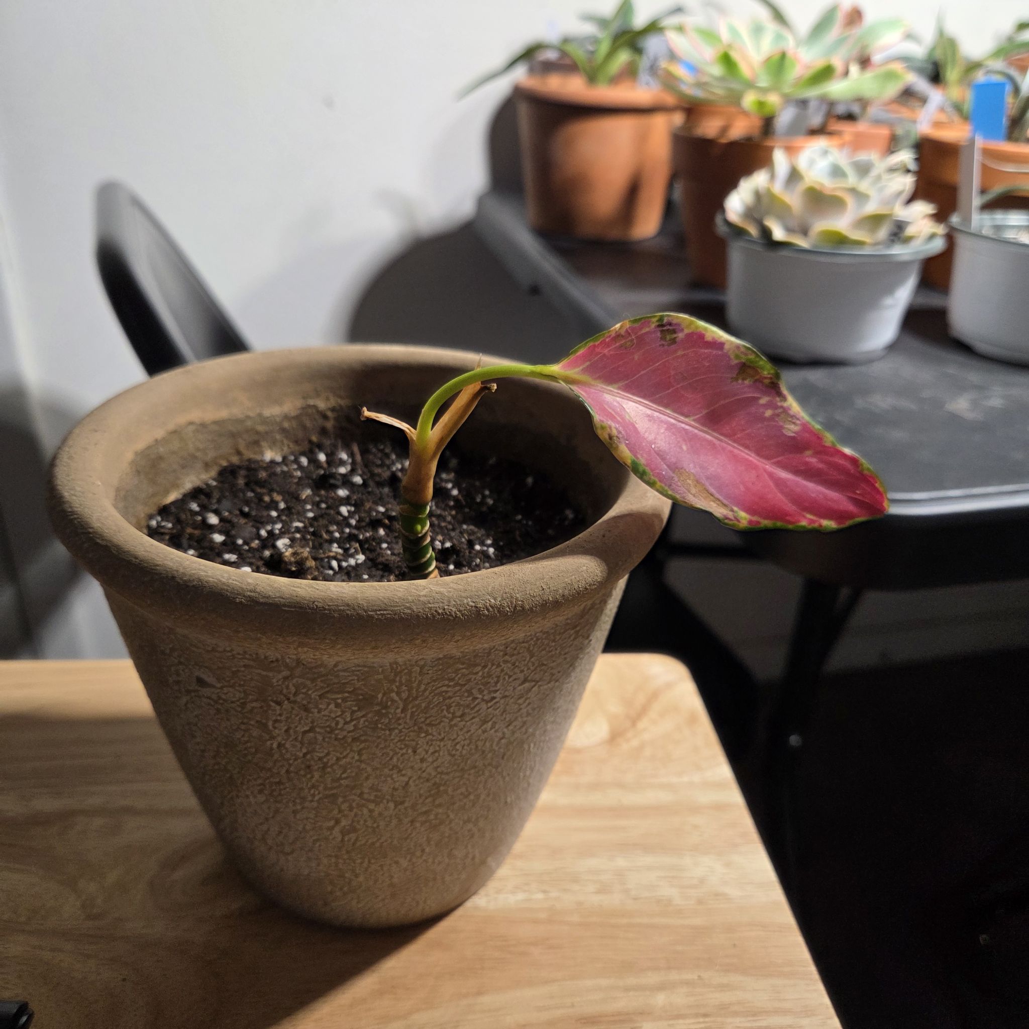 Photo of the plant species Aglaonema ‘Angel Wing’ by @NikkiBplantmom named NAOMI on Greg, the plant care app