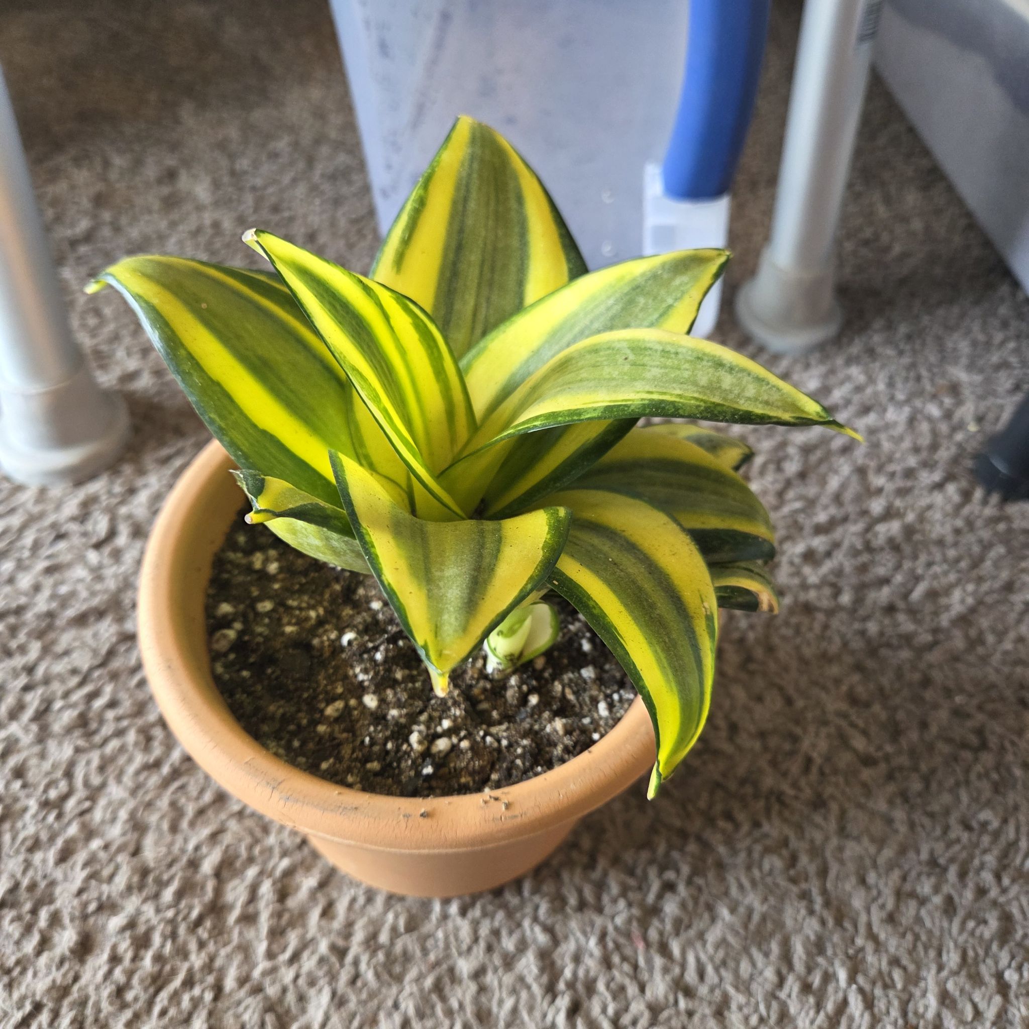 Photo of the plant species Gold Star Hahnii by @NikkiBplantmom named RENATE on Greg, the plant care app