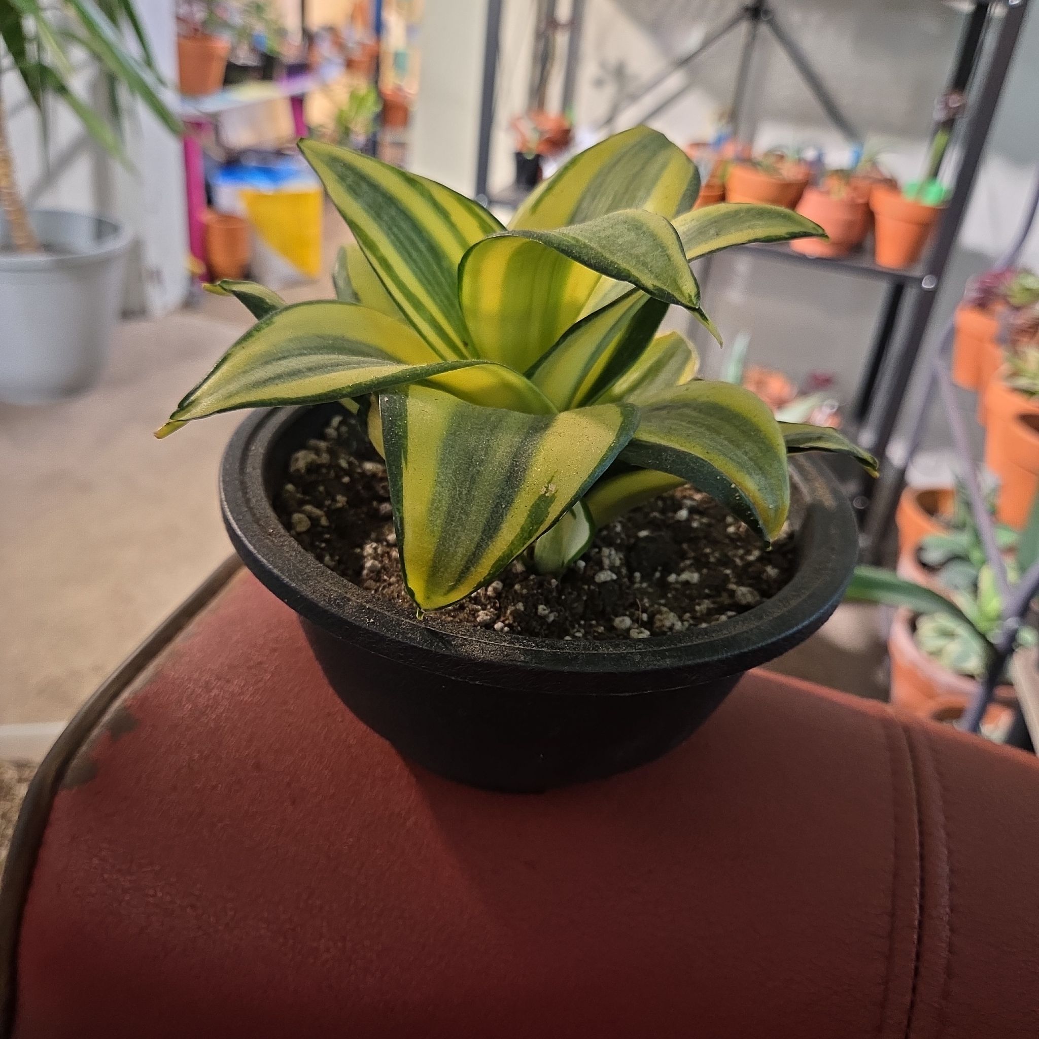 Photo of the plant species Gold Star Hahnii by @NikkiBplantmom named RENATE on Greg, the plant care app