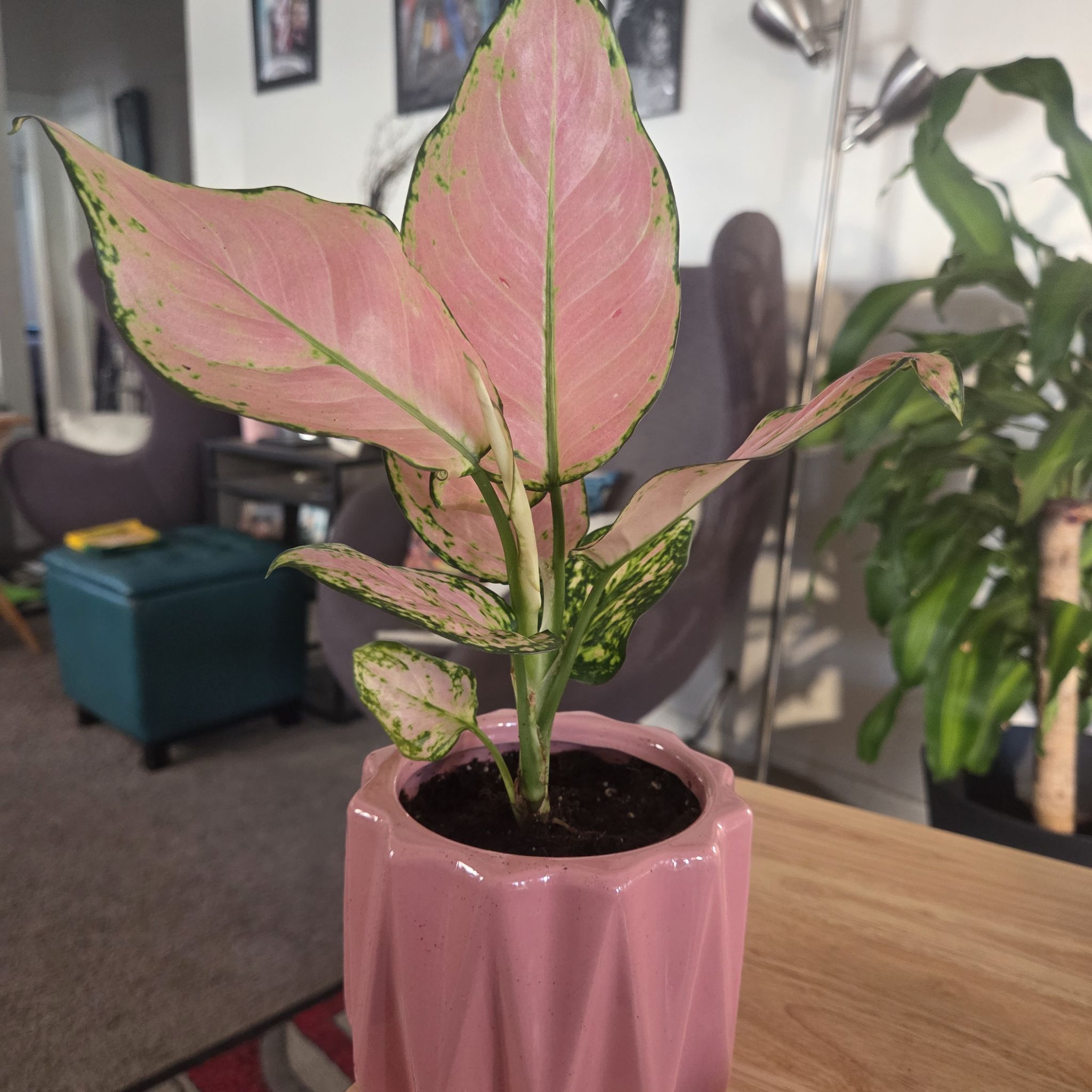 Photo of the plant species Chinese Evergreen 'Pink' by @NikkiBplantmom named NIA on Greg, the plant care app
