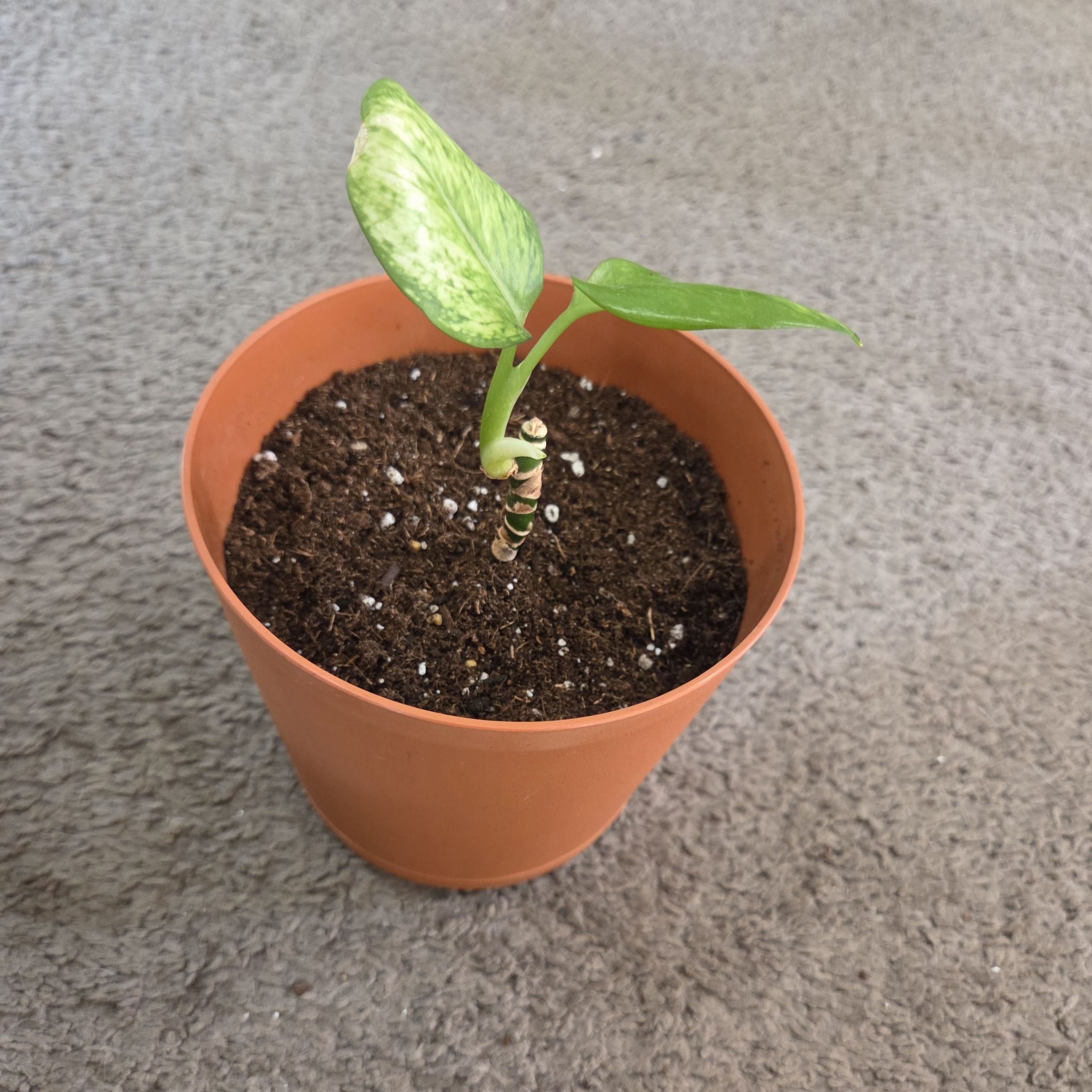 Photo of the plant species Chinese Evergreen 'Pink' by @NikkiBplantmom named NIA on Greg, the plant care app