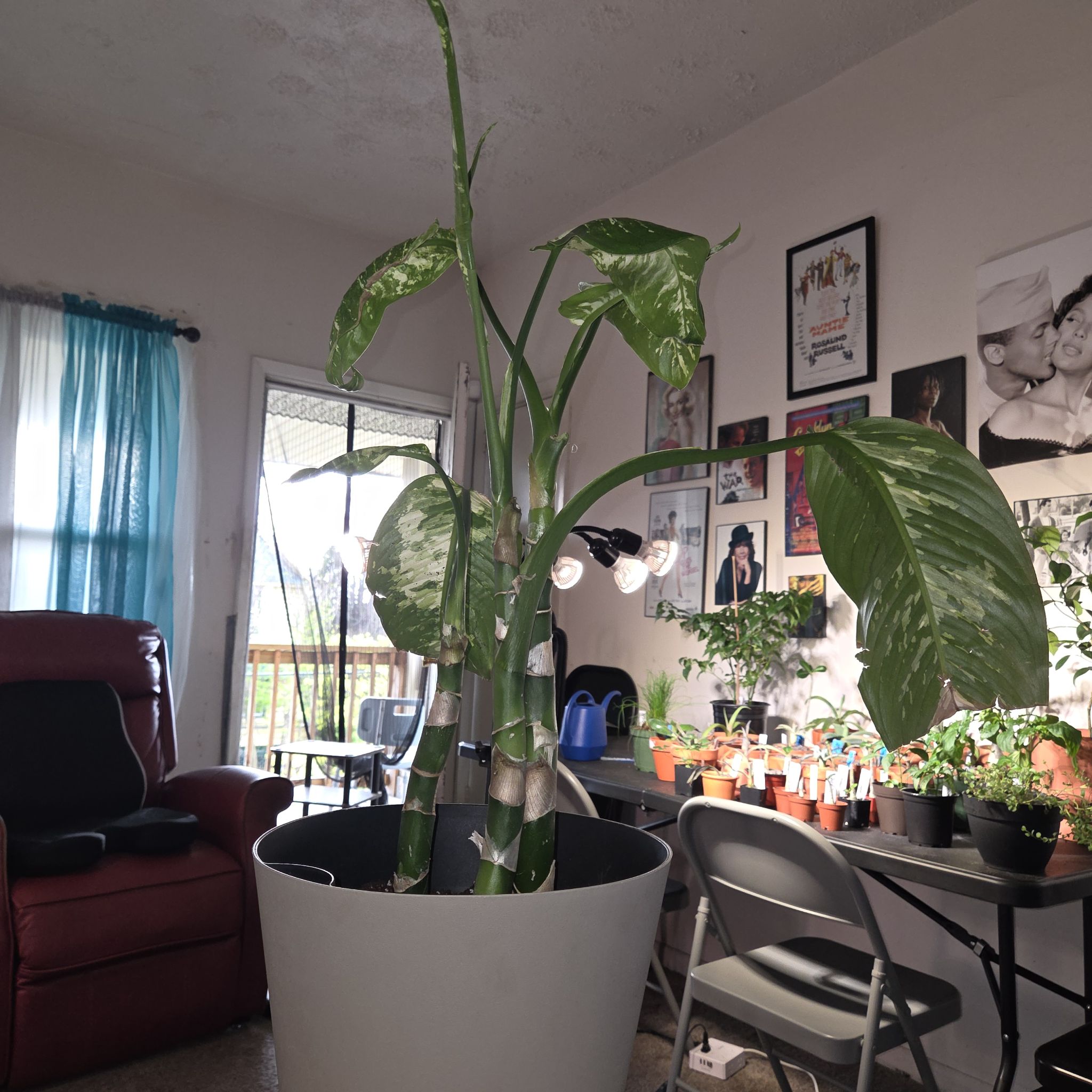Photo of the plant species Dieffenbachia 'Puerto Rico' by @NikkiBplantmom named GENESIS on Greg, the plant care app