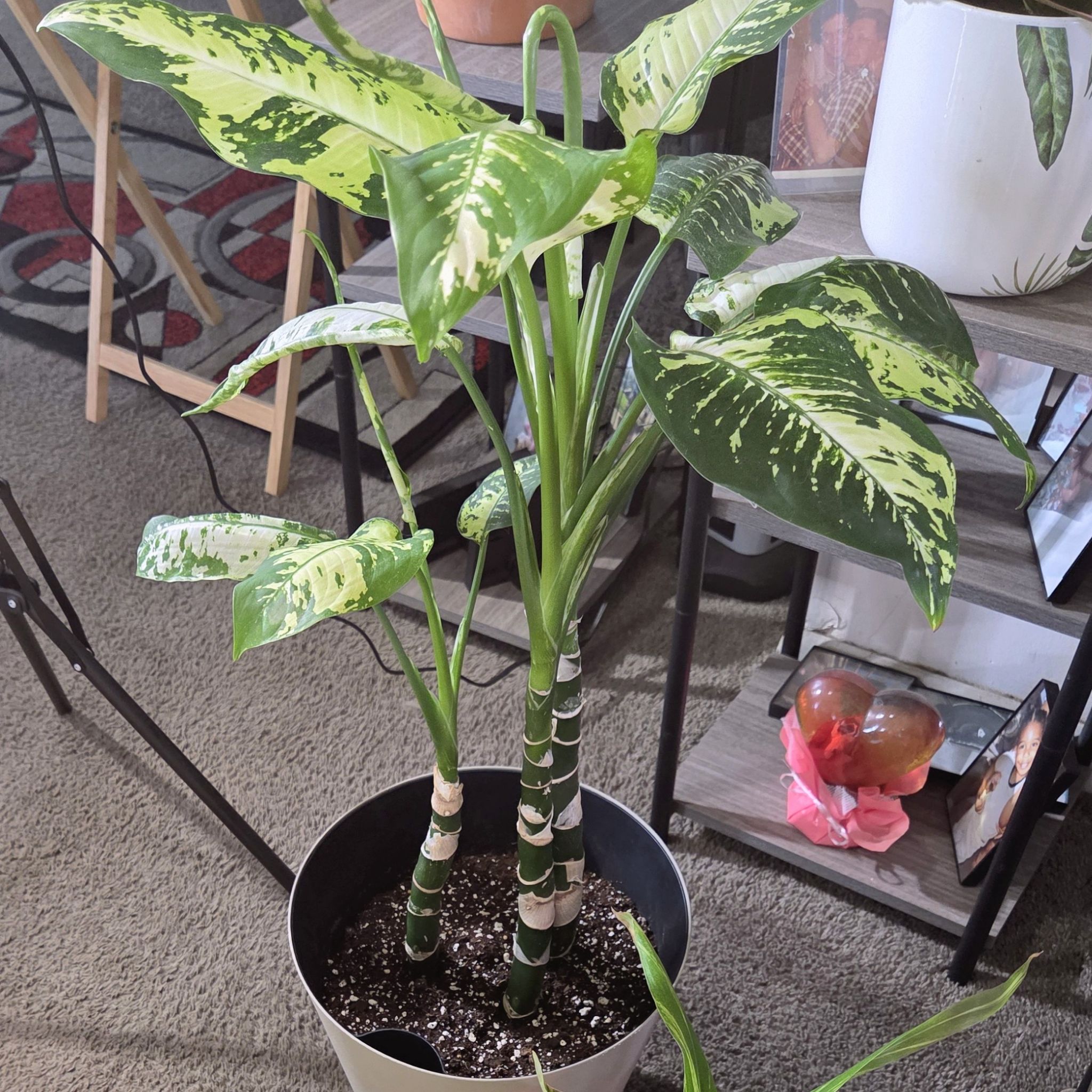 Photo of the plant species Dieffenbachia 'Puerto Rico' by @NikkiBplantmom named GENESIS on Greg, the plant care app