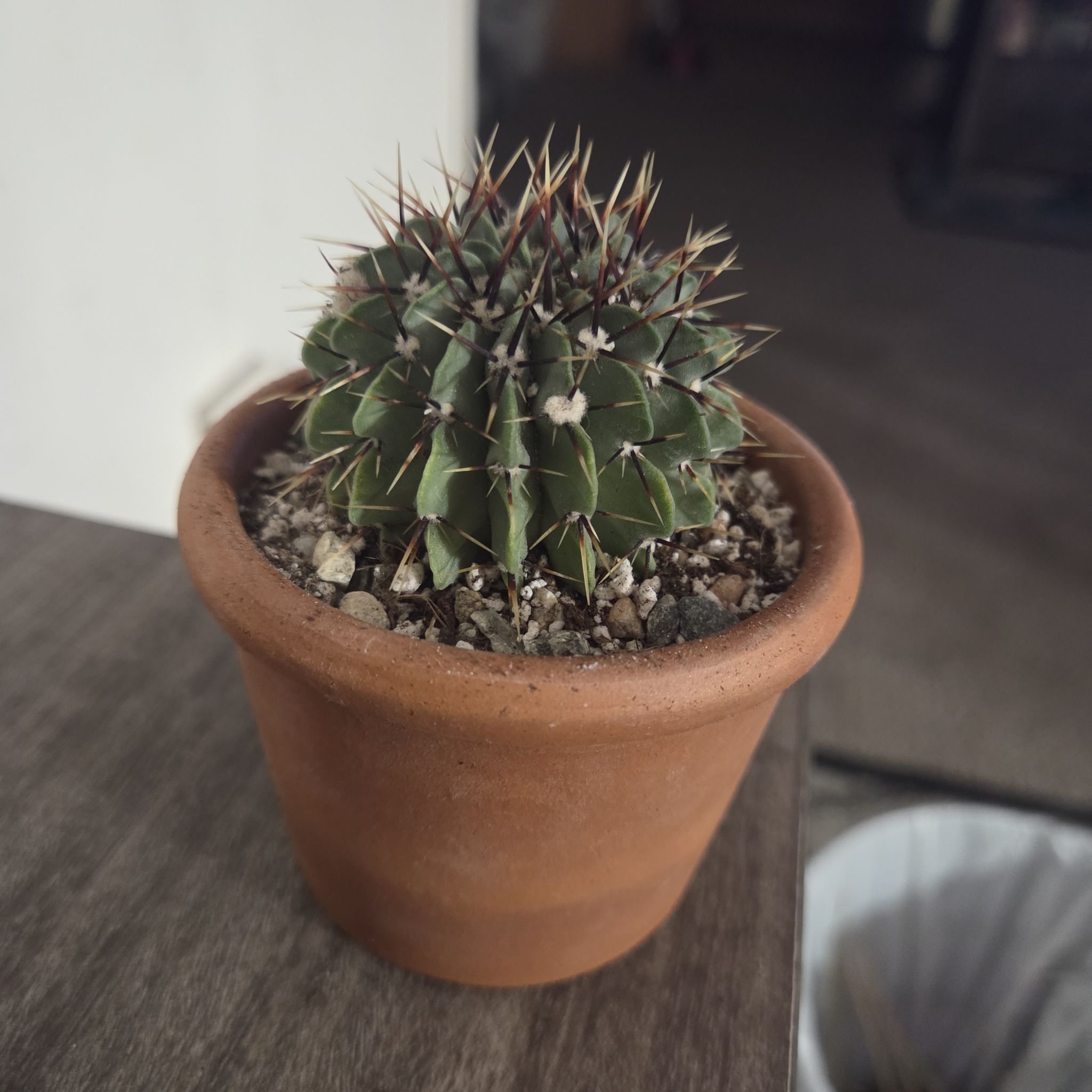 Photo of the plant species Notocactus buiningii by @NikkiBplantmom named RIO on Greg, the plant care app