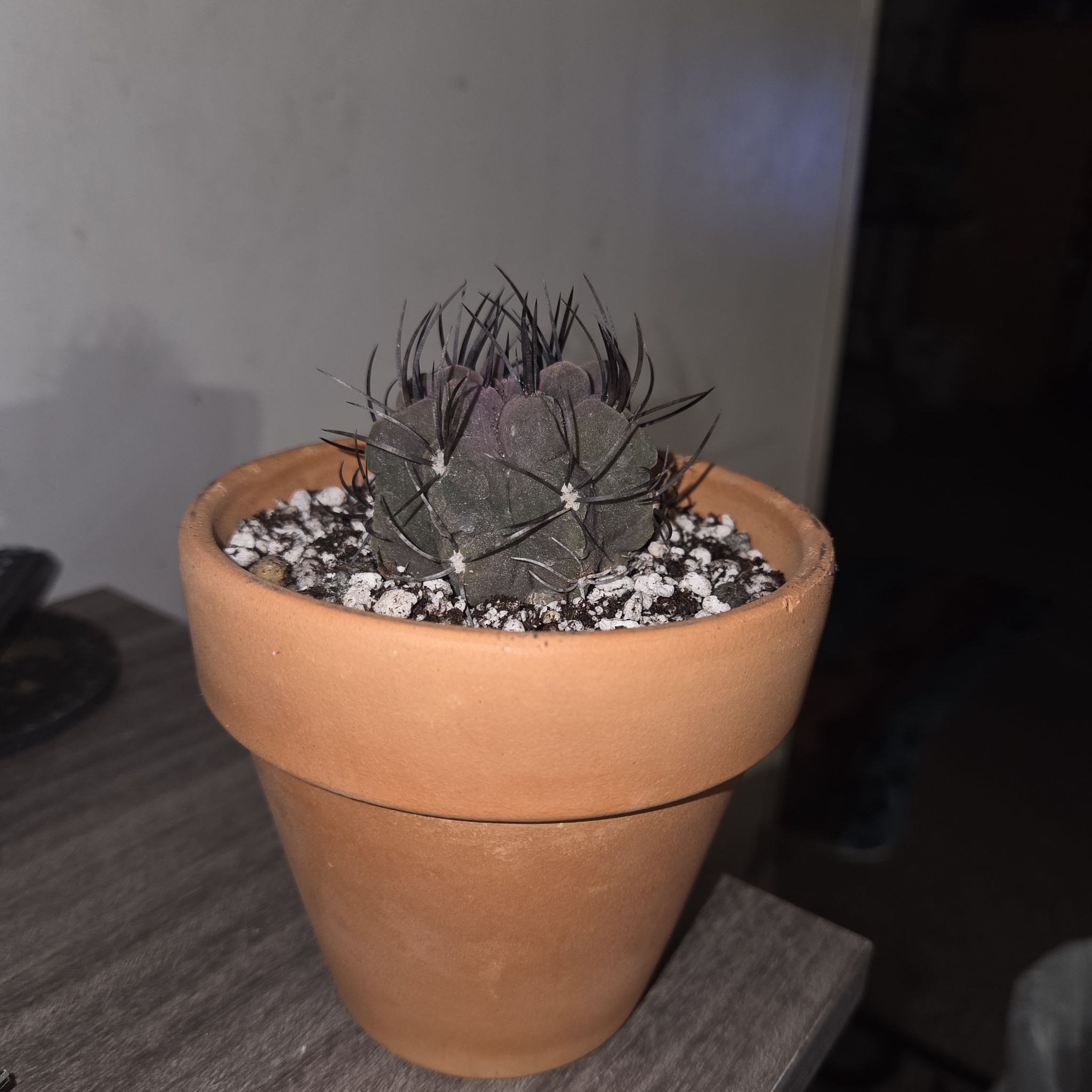 Photo of the plant species Purple Karoo Rose by @NikkiBplantmom named PRINCE on Greg, the plant care app