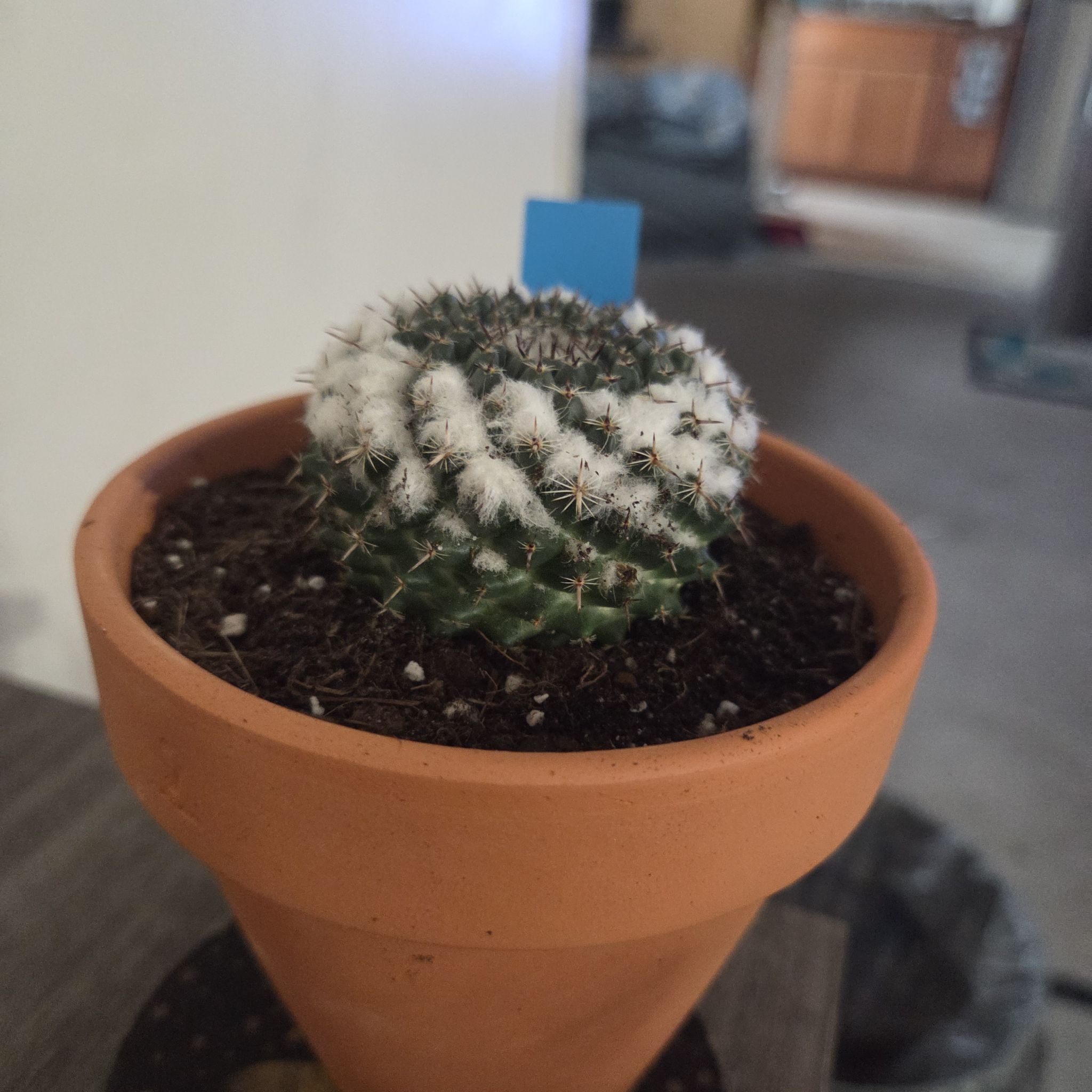 Photo of the plant species Snowball Cactus by @NikkiBplantmom named SCHNEE on Greg, the plant care app