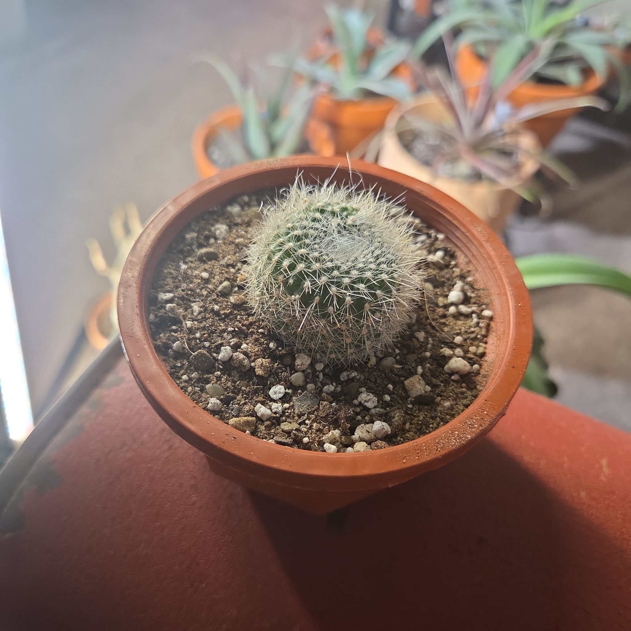 Photo of the plant species Mammillaria schwarzii by @NikkiBplantmom named APOLLONIA on Greg, the plant care app