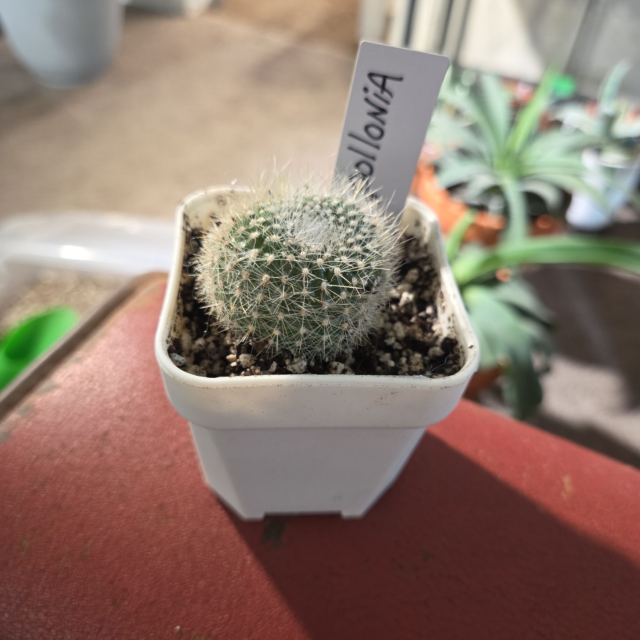 Photo of the plant species Mammillaria schwarzii by @NikkiBplantmom named APOLLONIA on Greg, the plant care app