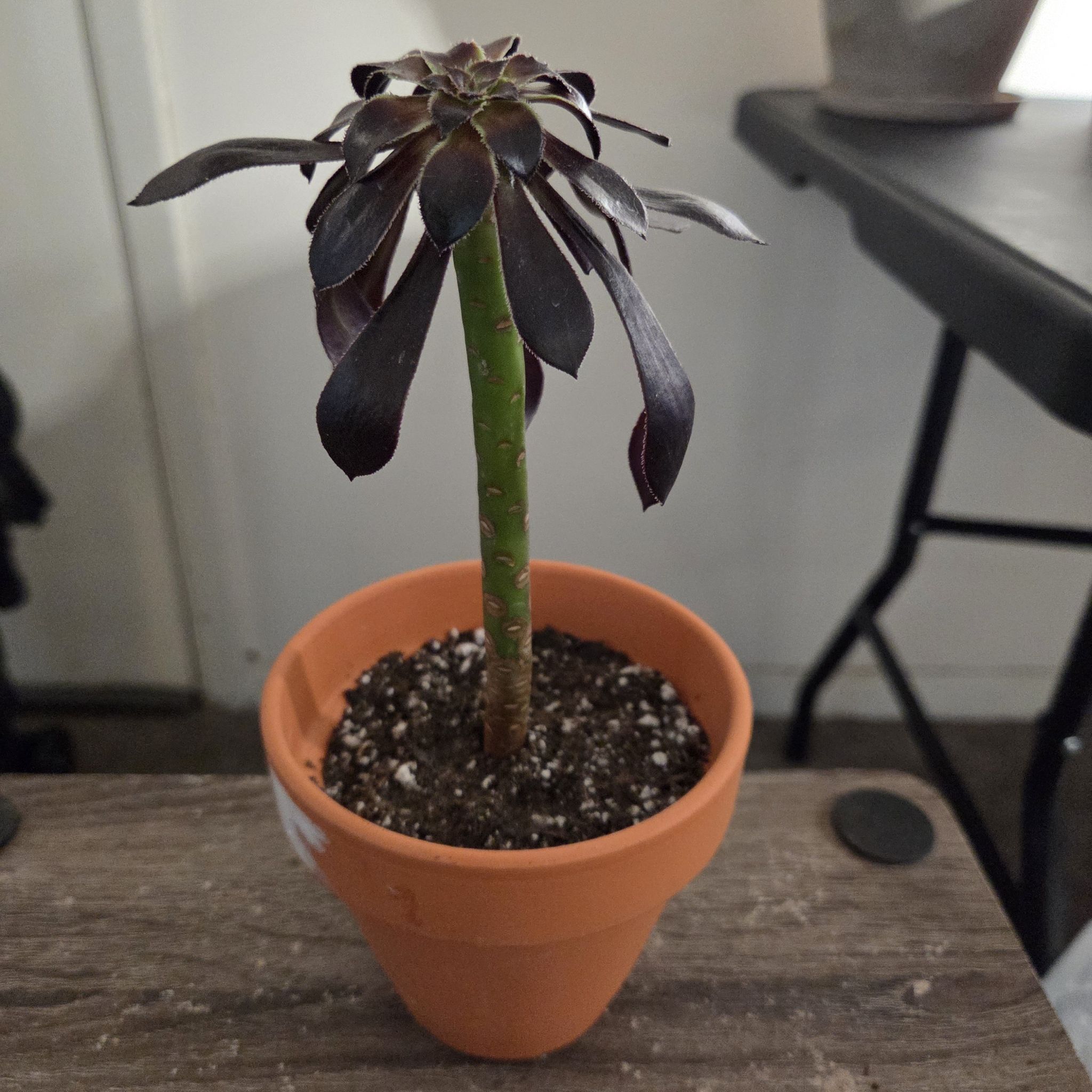 Photo of the plant species Aeonium 'Black Rose' by @NikkiBplantmom named EGYPT on Greg, the plant care app