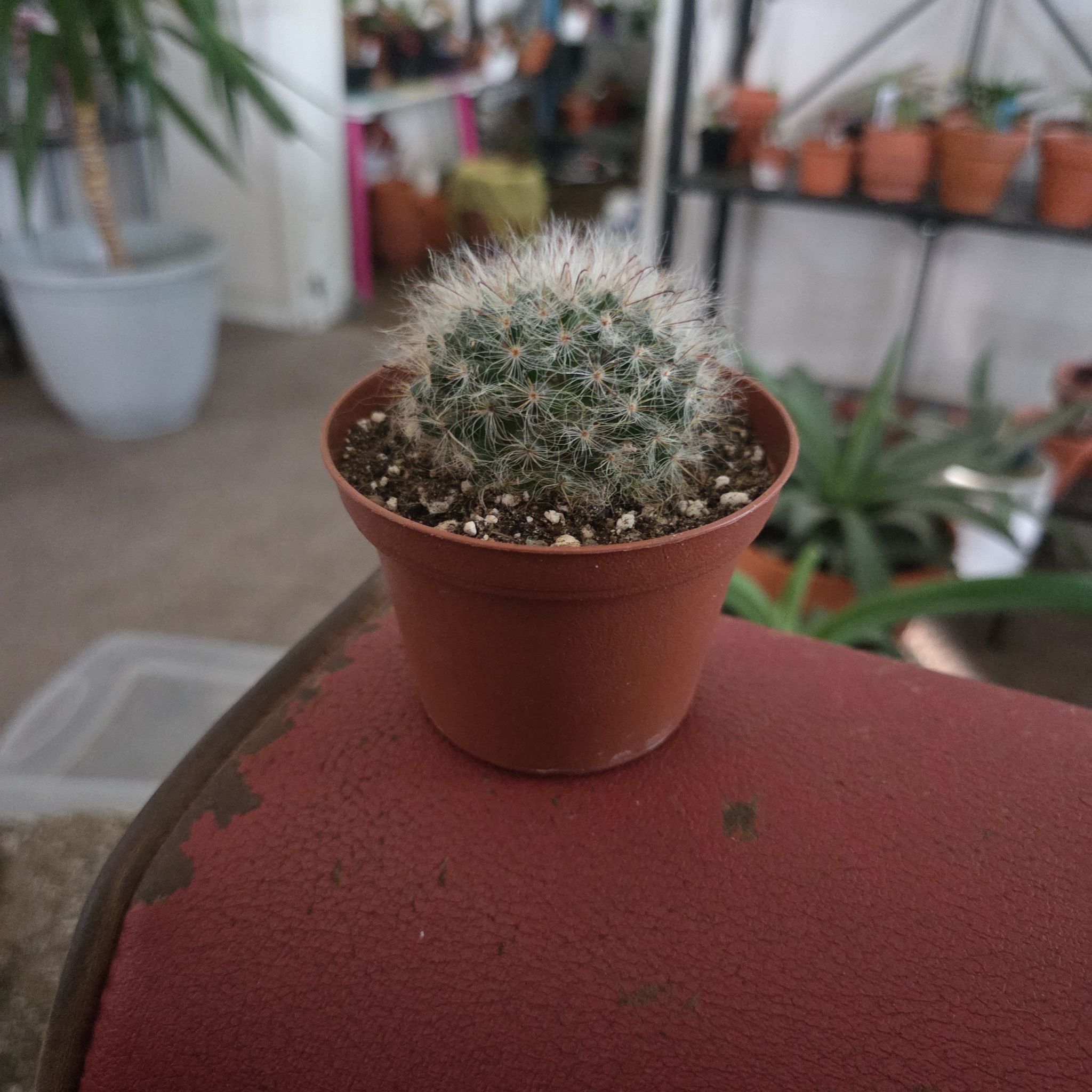 Photo of the plant species Rebutia minuscula by @NikkiBplantmom named VANITY on Greg, the plant care app