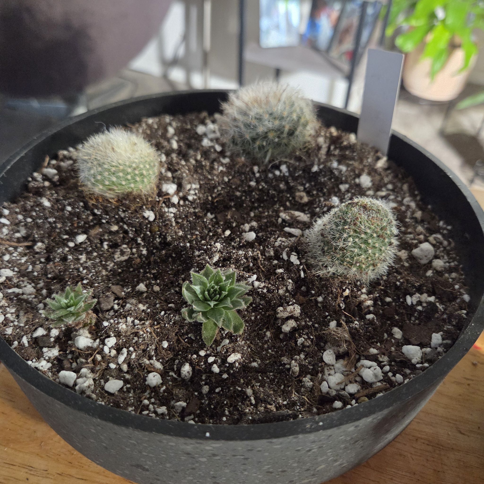 Photo of the plant species Orange Snowball by @NikkiBplantmom named TABITHA on Greg, the plant care app