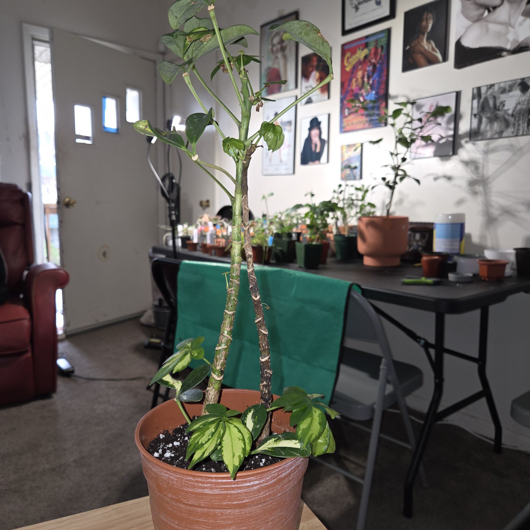 Photo of the plant species Varigated Dwarf Umbrella Tree by @NikkiBplantmom named NAKANI on Greg, the plant care app