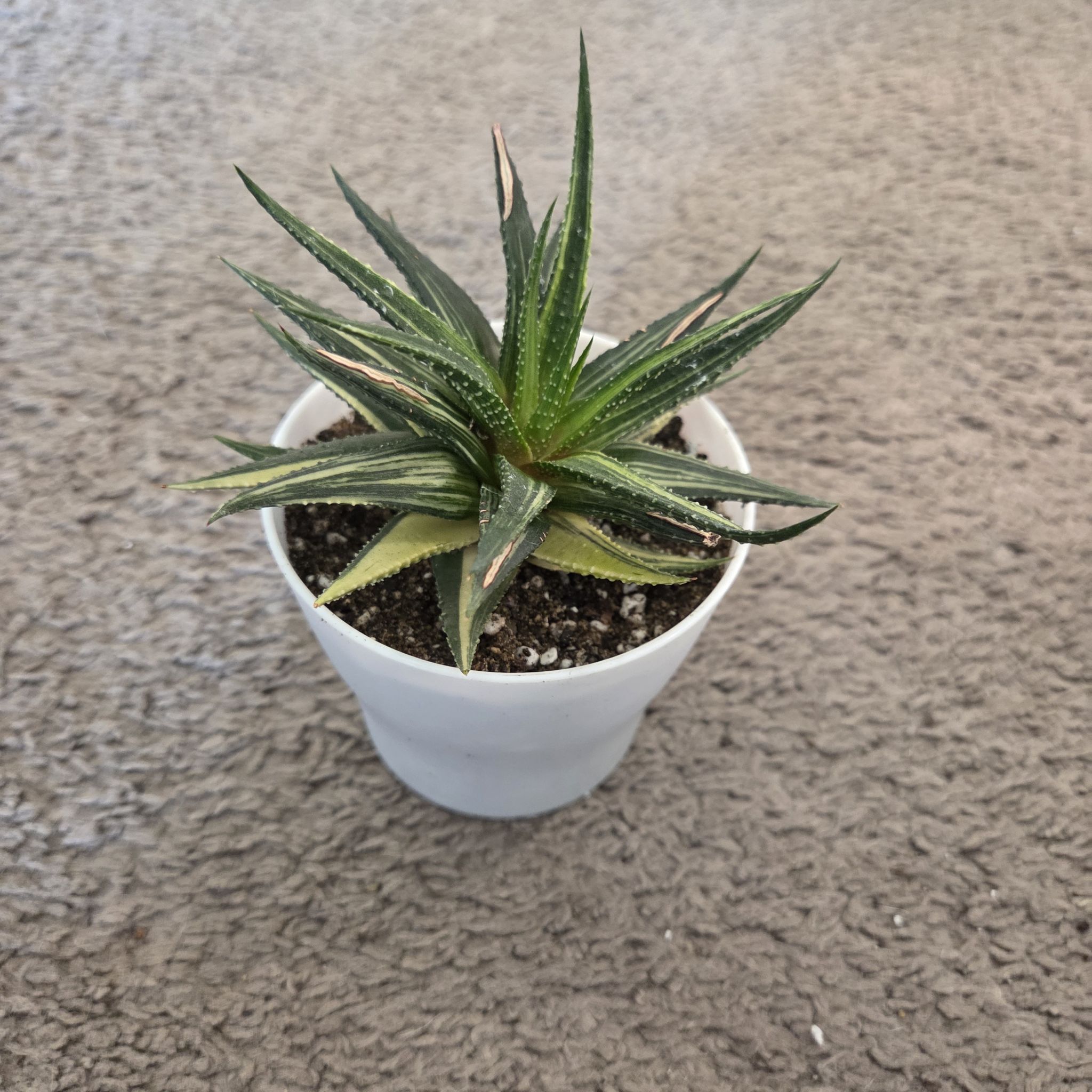 Photo of the plant species haworthia by @NikkiBplantmom named ZYA on Greg, the plant care app