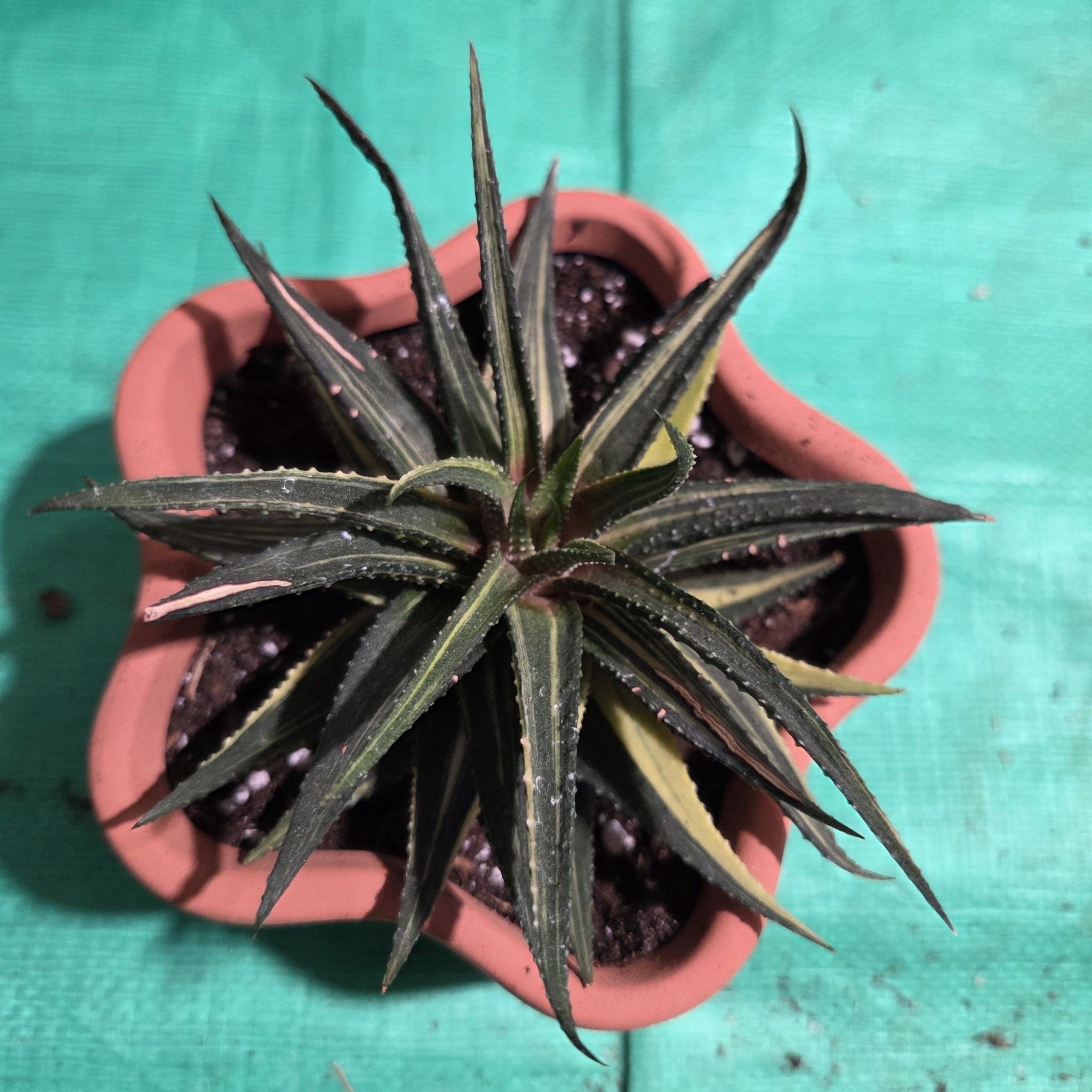 Photo of the plant species haworthia by @NikkiBplantmom named NIVIA on Greg, the plant care app