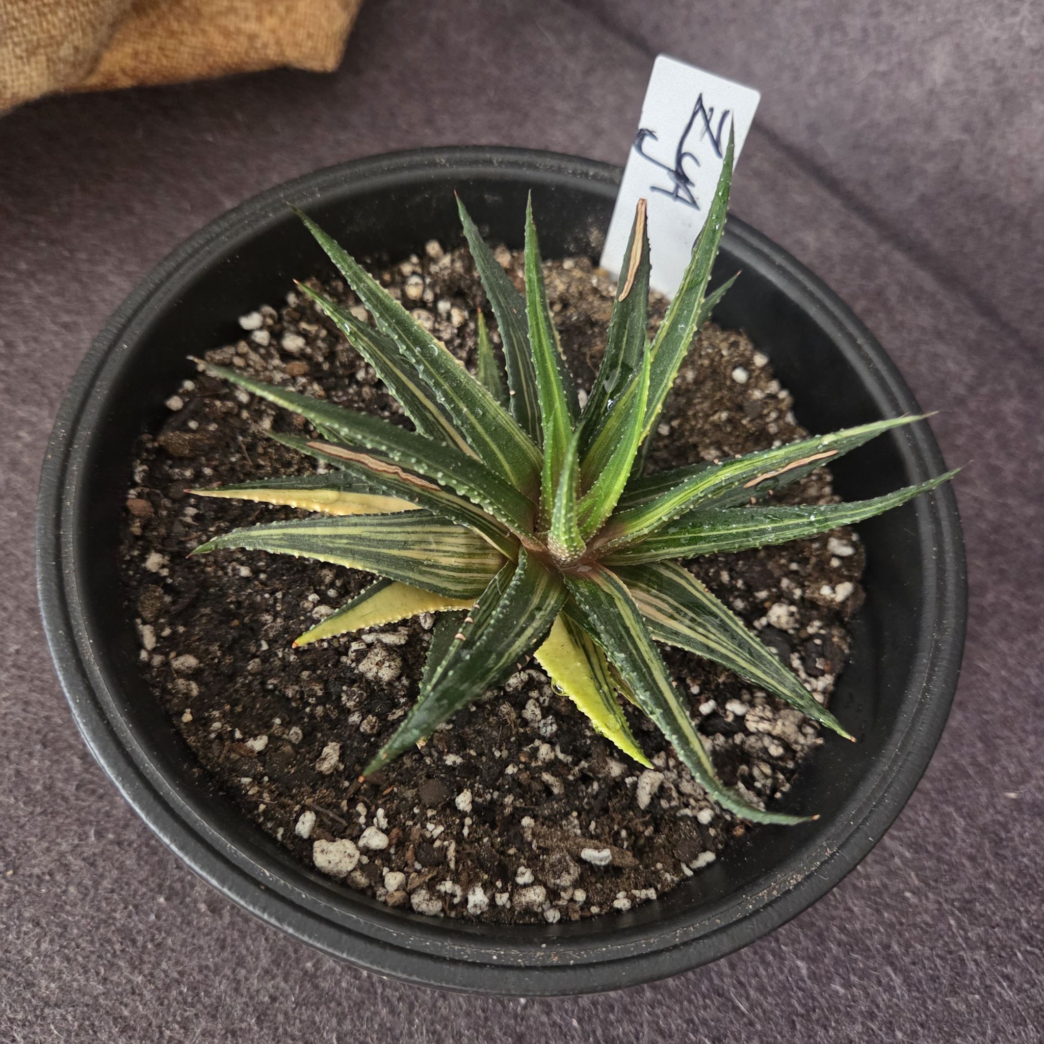Photo of the plant species haworthia by @NikkiBplantmom named ZYA on Greg, the plant care app