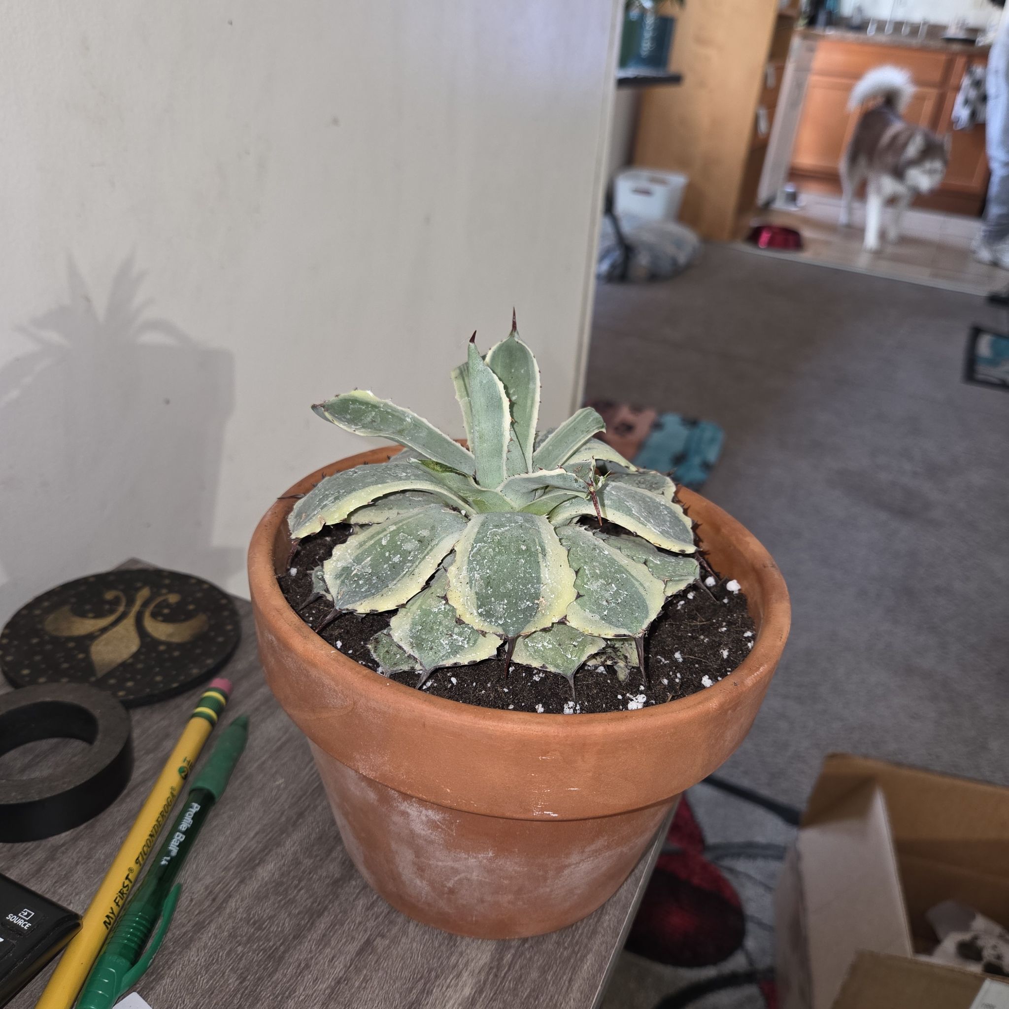 Photo of the plant species Agave 'Cream Spike' by @NikkiBplantmom named MACHETE' on Greg, the plant care app