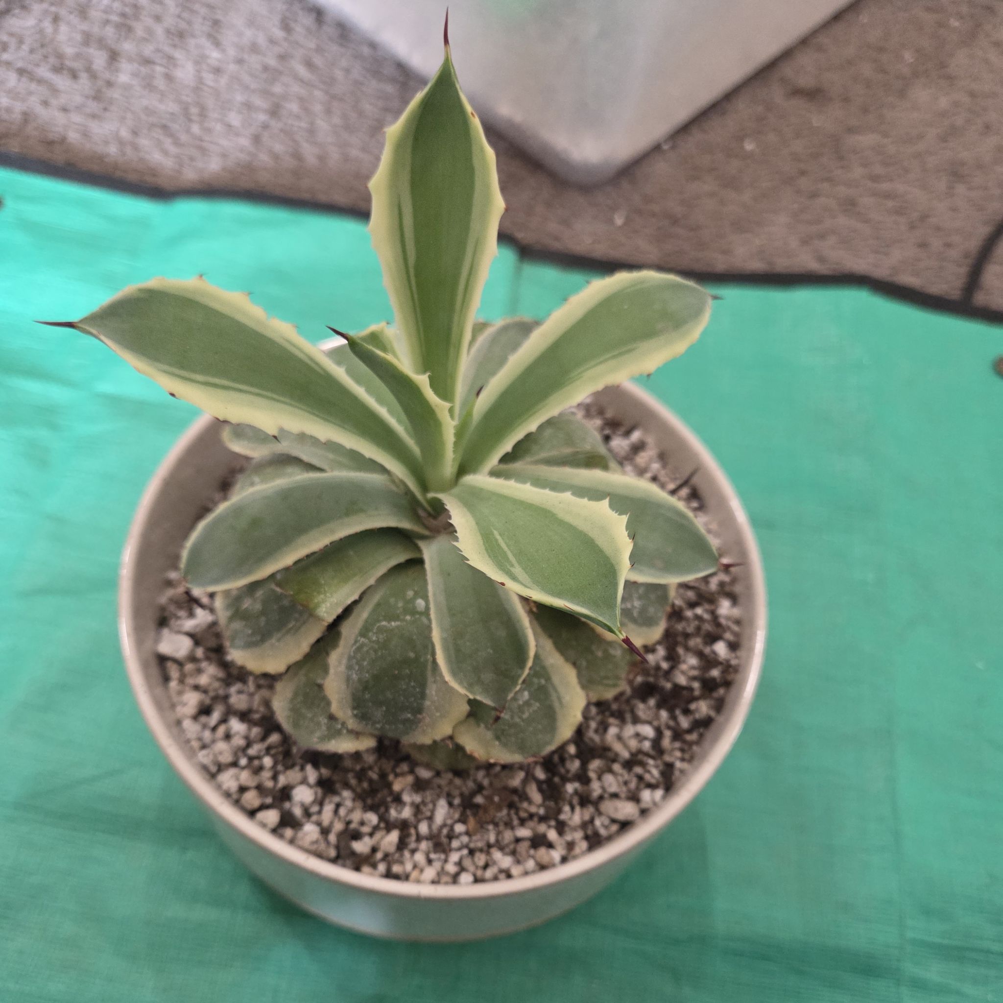 Photo of the plant species Agave 'Cream Spike' by @NikkiBplantmom named MACHETE' on Greg, the plant care app