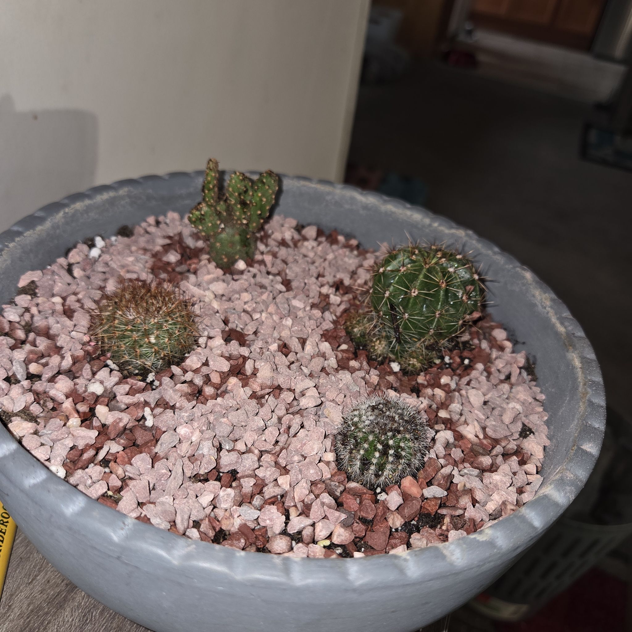 Photo of the plant species Red-Headed Irishman Cactus by @NikkiBplantmom named COLIN FARRELL on Greg, the plant care app