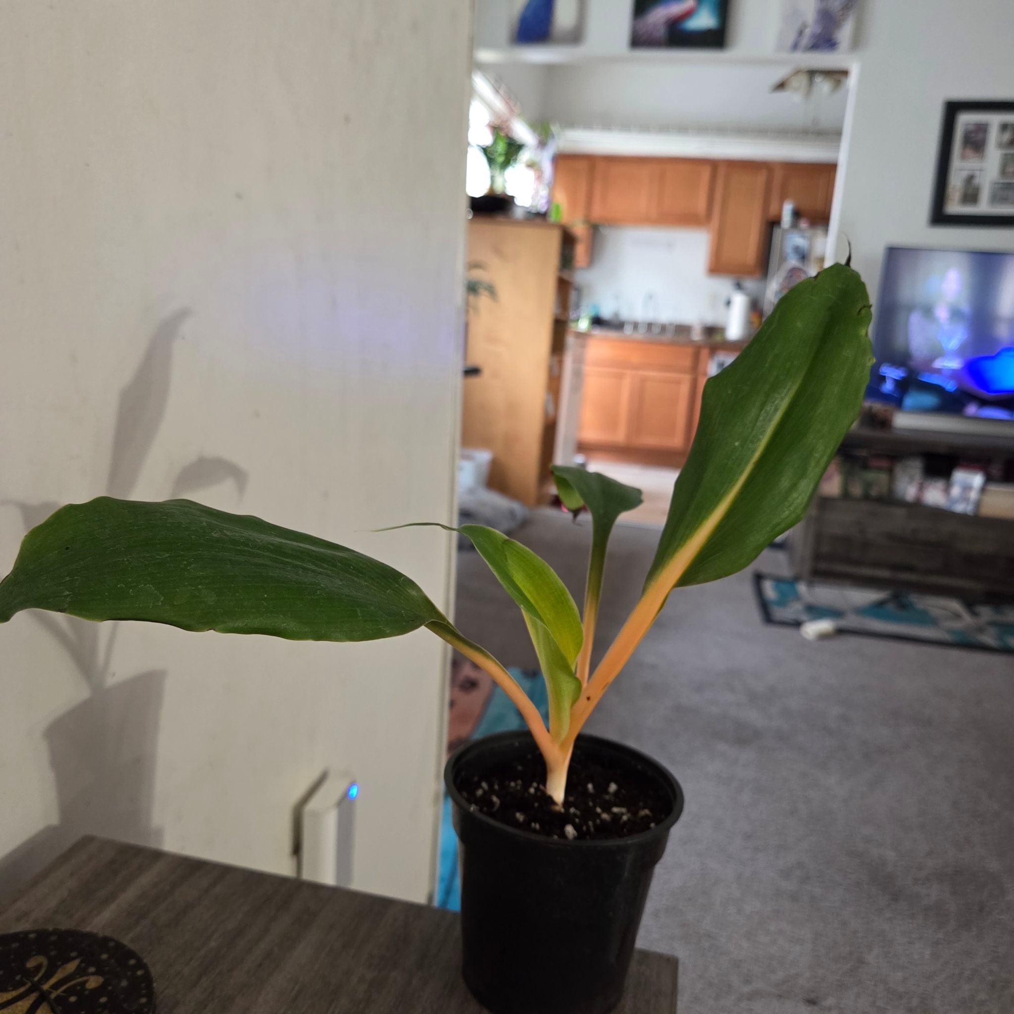 Photo of the plant species mandarin orange spider plant by @NikkiBplantmom named JILL SCOTT on Greg, the plant care app