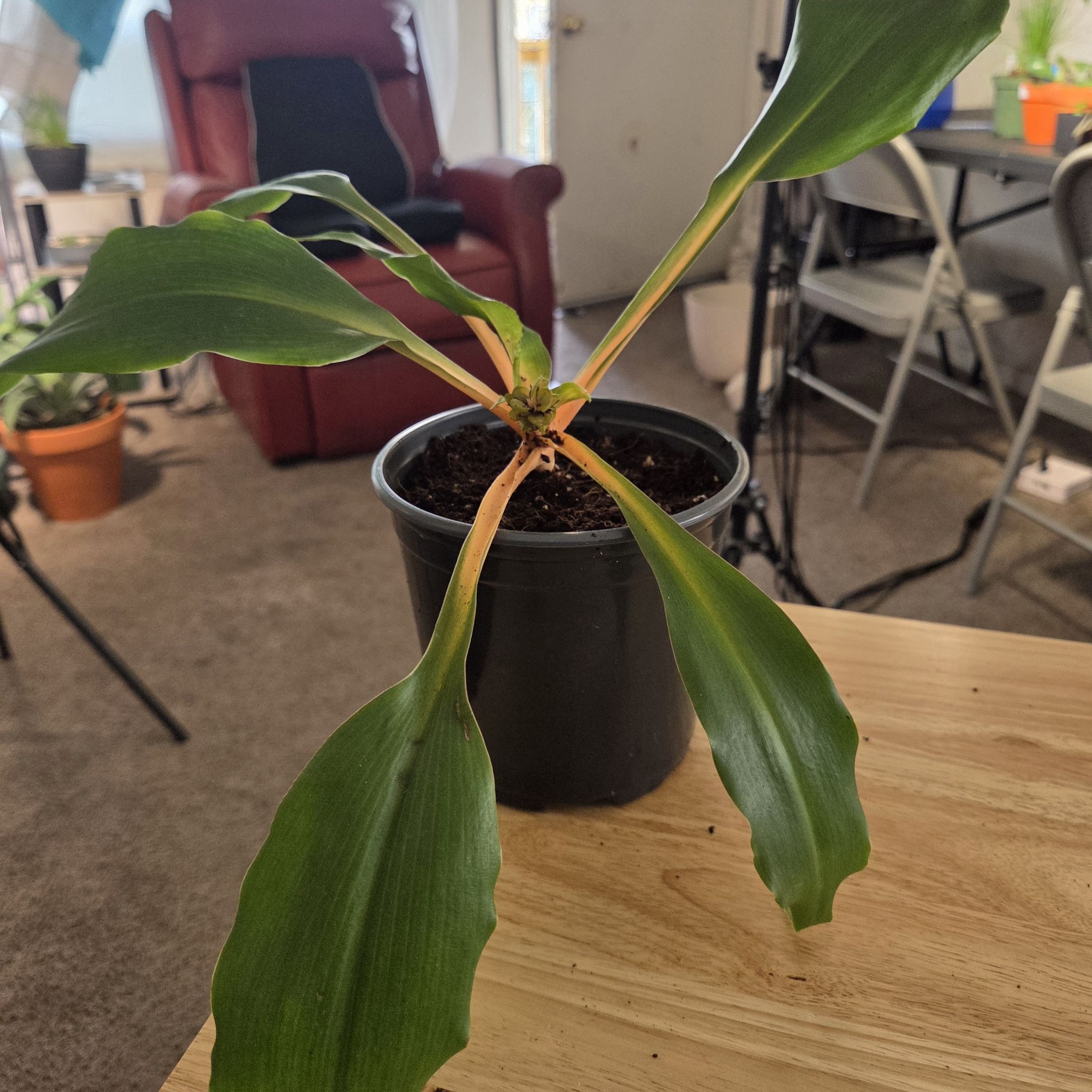 Photo of the plant species mandarin orange spider plant by @NikkiBplantmom named JILL SCOTT on Greg, the plant care app