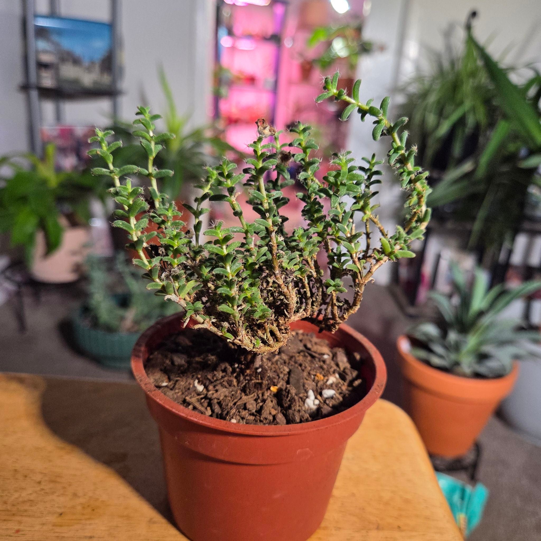 Photo of the plant species African Bonsai by @NikkiBplantmom named SIKU on Greg, the plant care app