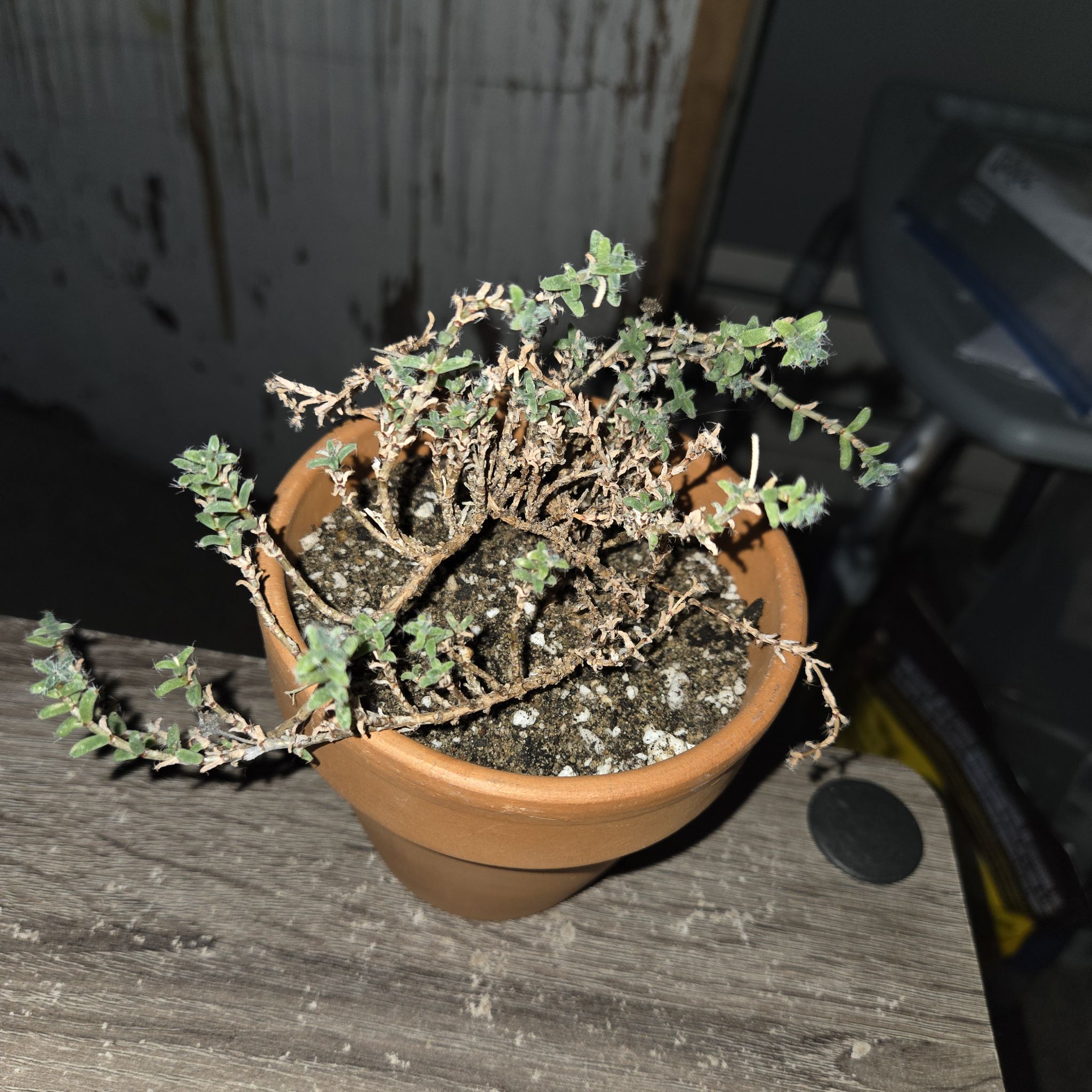 Photo of the plant species African Bonsai by @NikkiBplantmom named SIKU on Greg, the plant care app