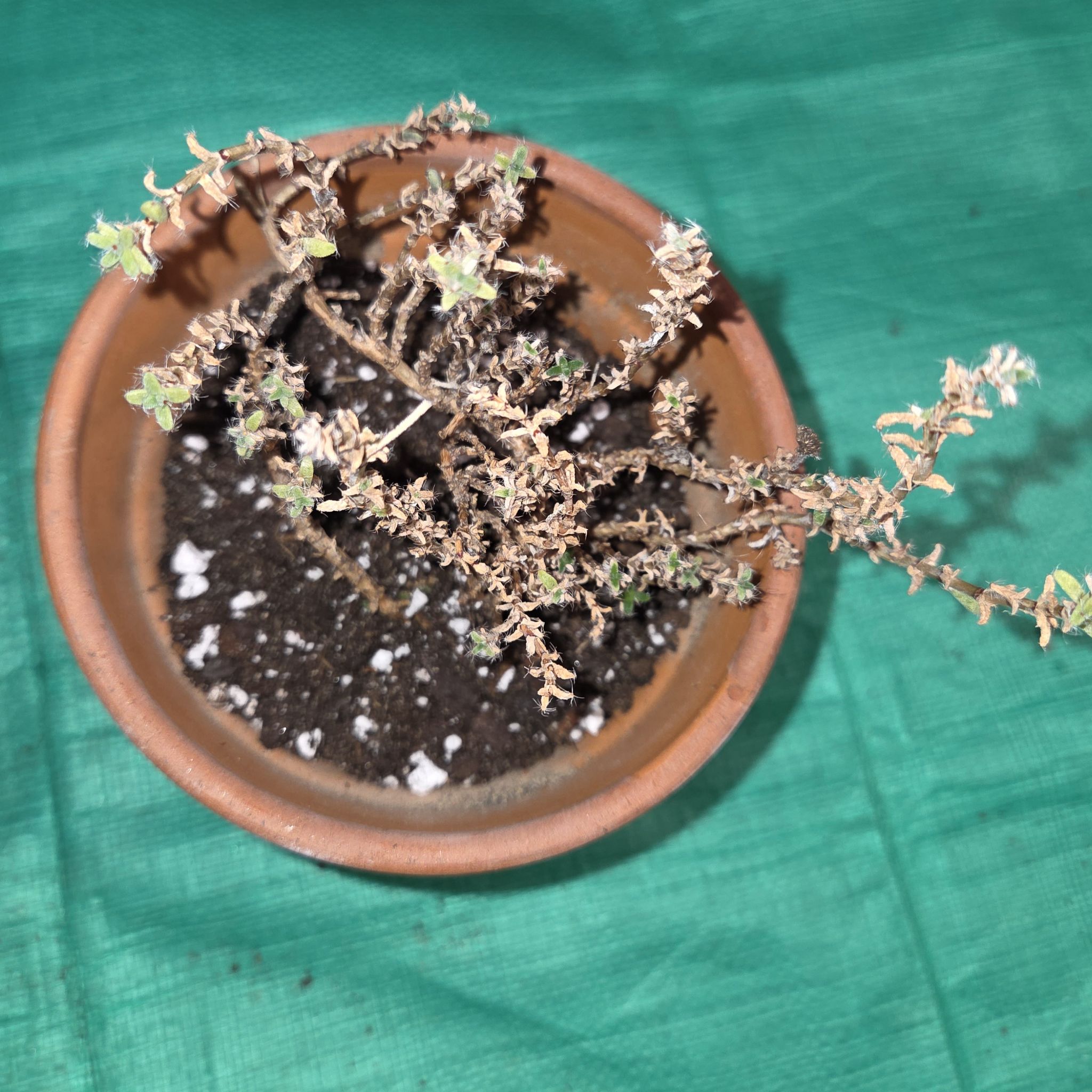 Photo of the plant species African Bonsai by @NikkiBplantmom named SIKU on Greg, the plant care app