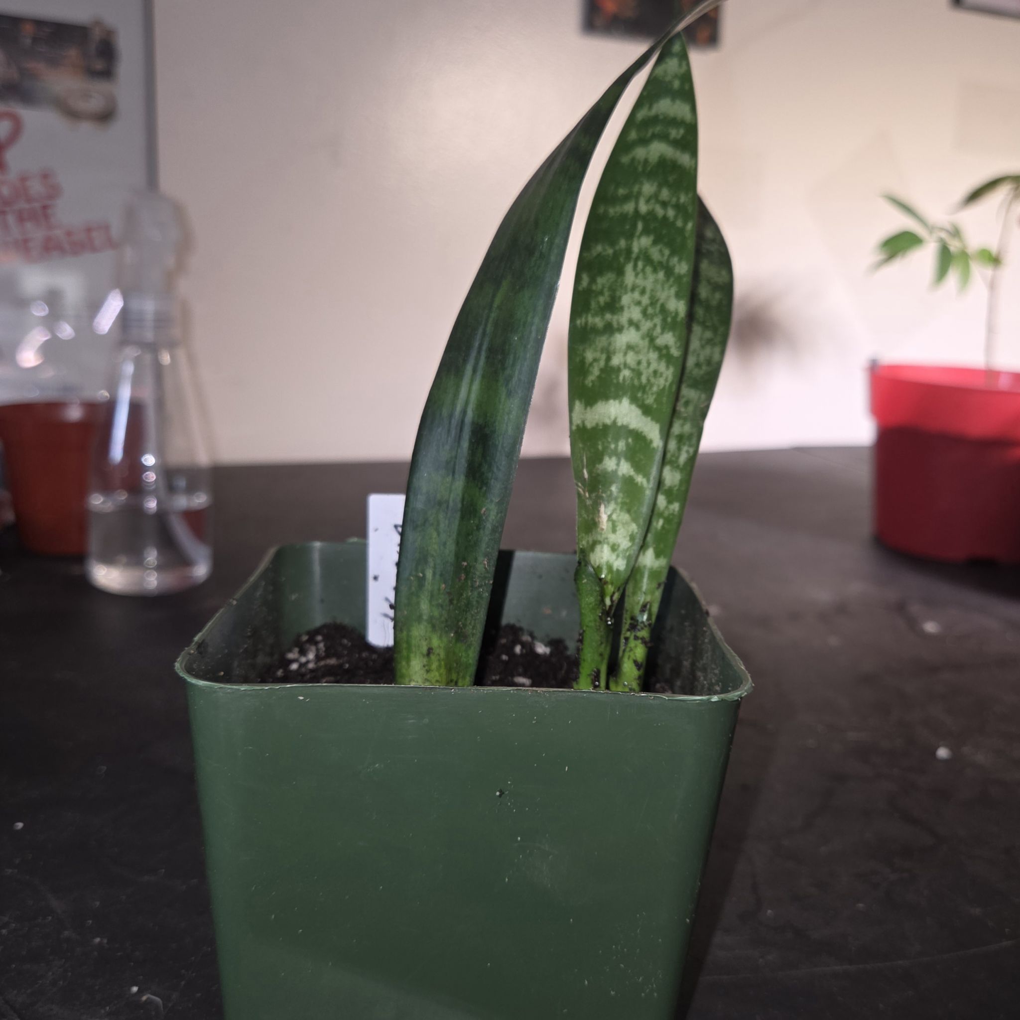 Photo of the plant species Aglaonema 'Cutlass' by @NikkiBplantmom named KAMYA on Greg, the plant care app