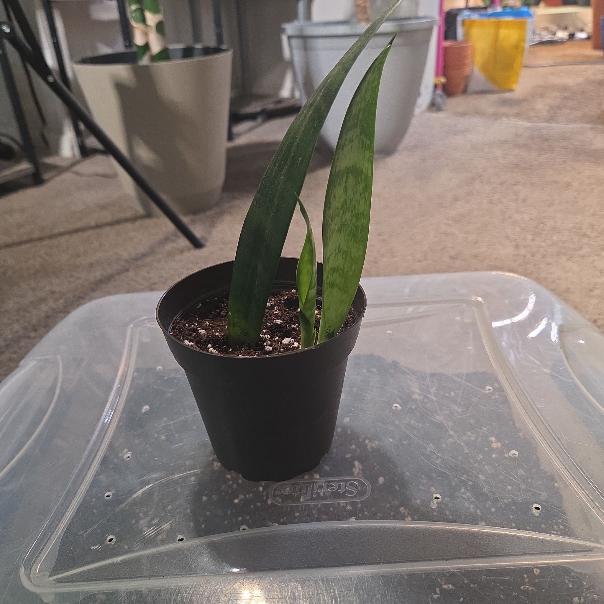 Photo of the plant species Aglaonema 'Cutlass' by @NikkiBplantmom named KAMYA on Greg, the plant care app