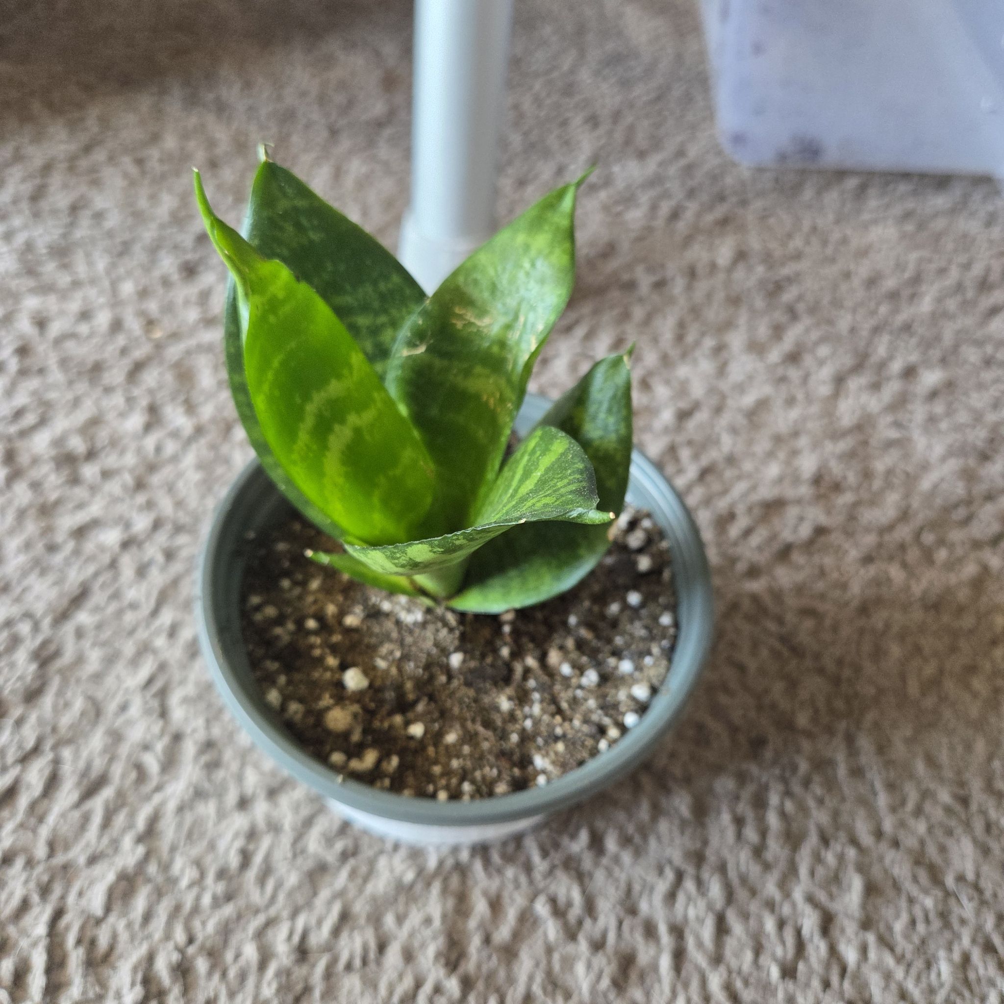 Photo of the plant species Sansevieria ‘Misty Star’ by @NikkiBplantmom named NAS on Greg, the plant care app