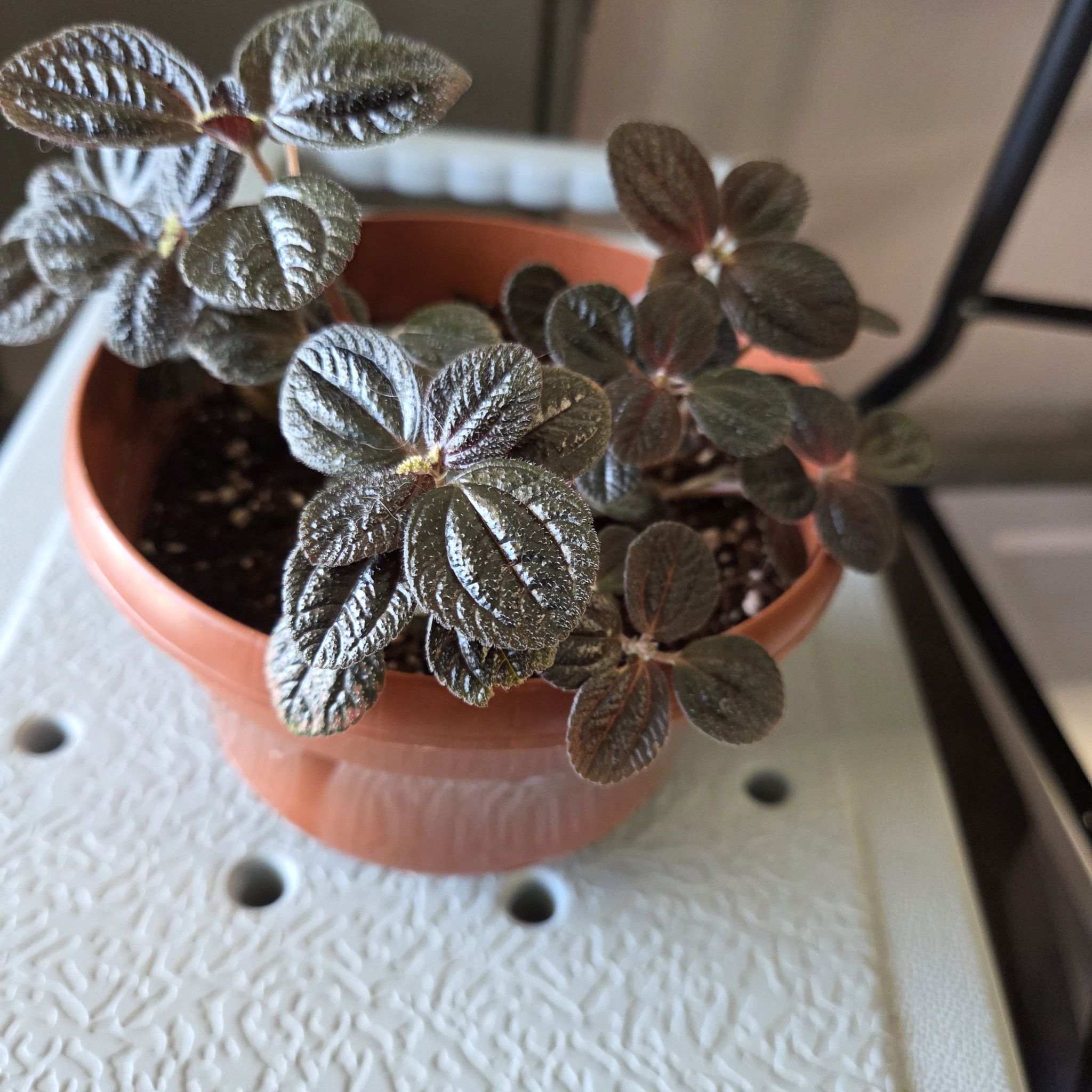 Photo of the plant species Pilea 'Pan Am' by @NikkiBplantmom named LEISSIA on Greg, the plant care app