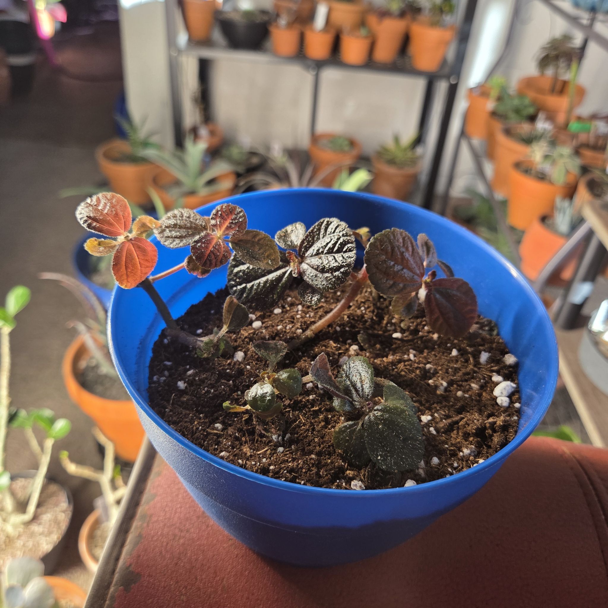 Photo of the plant species Pilea 'Pan Am' by @NikkiBplantmom named LEISSIA on Greg, the plant care app
