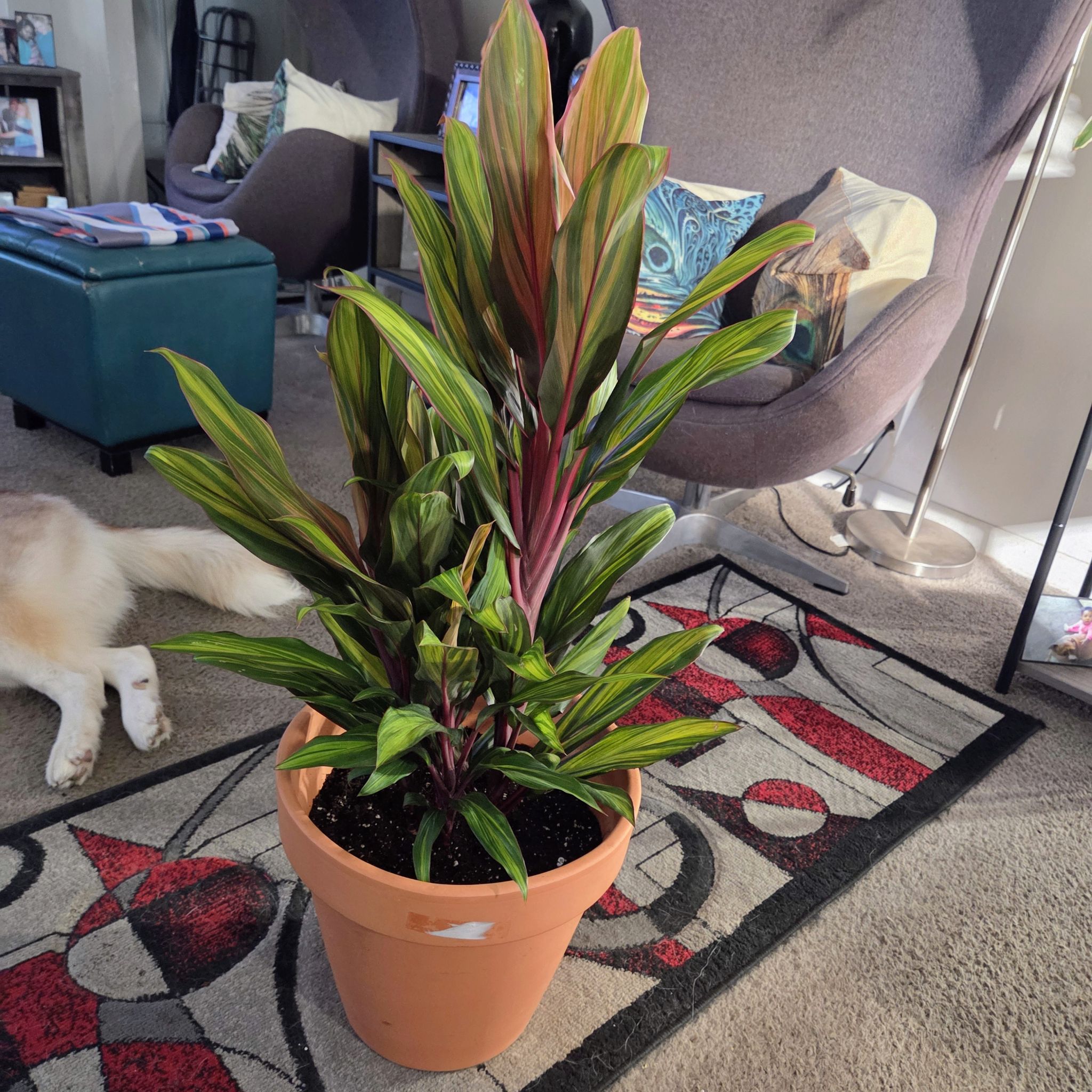 Photo of the plant species Cordyline 'Tricolor' by @NikkiBplantmom named HARLEY on Greg, the plant care app