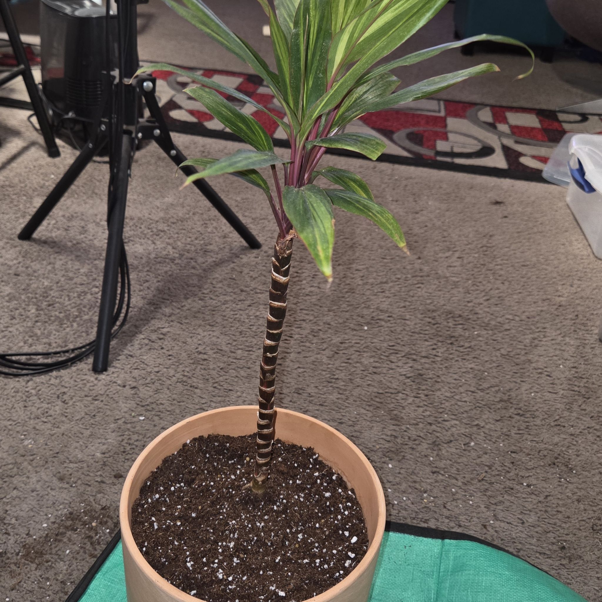 Photo of the plant species Cordyline 'Tricolor' by @NikkiBplantmom named HARLEY on Greg, the plant care app