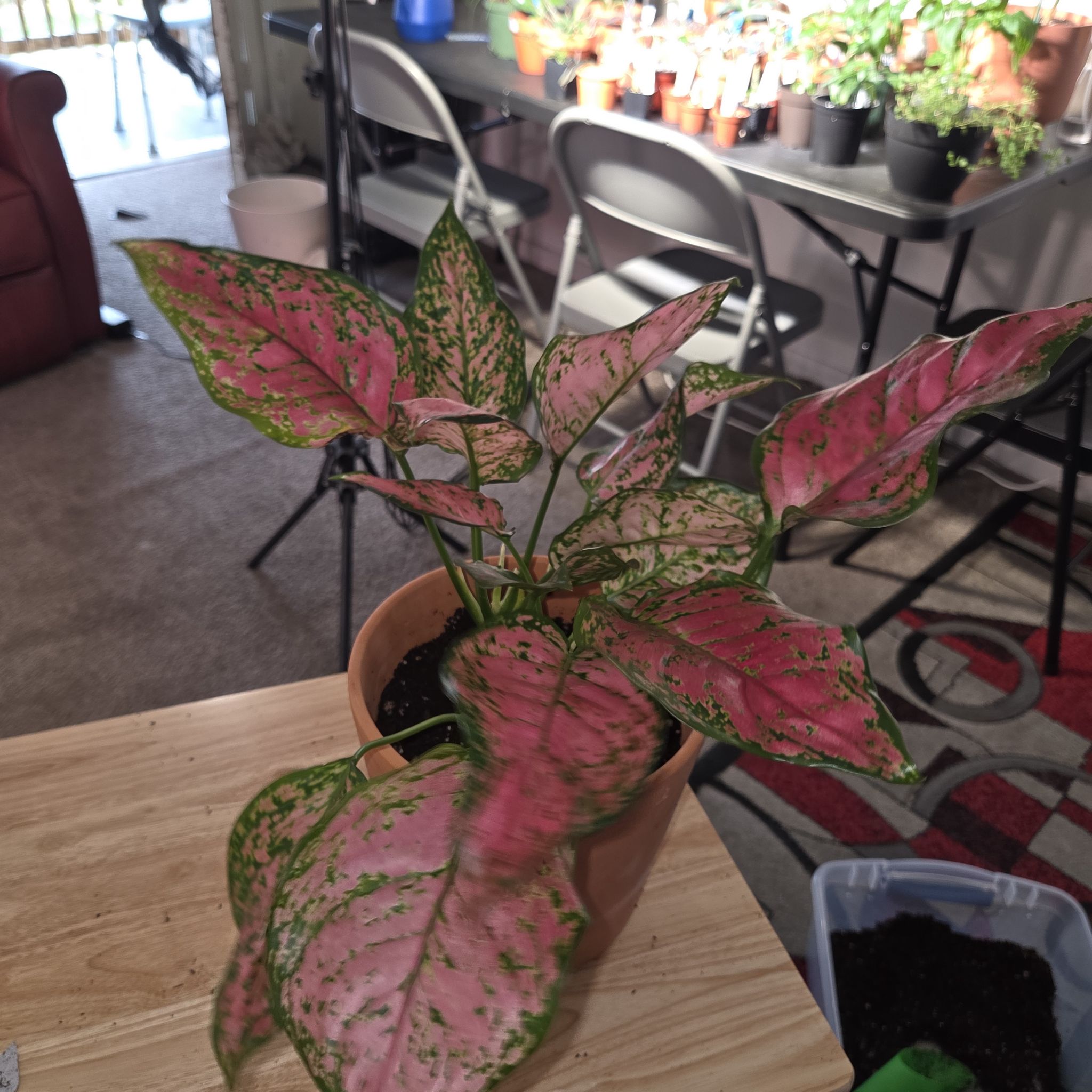 Photo of the plant species Aglaonema 'Ruby Ray' by @NikkiBplantmom named CALYPSO ROSE on Greg, the plant care app