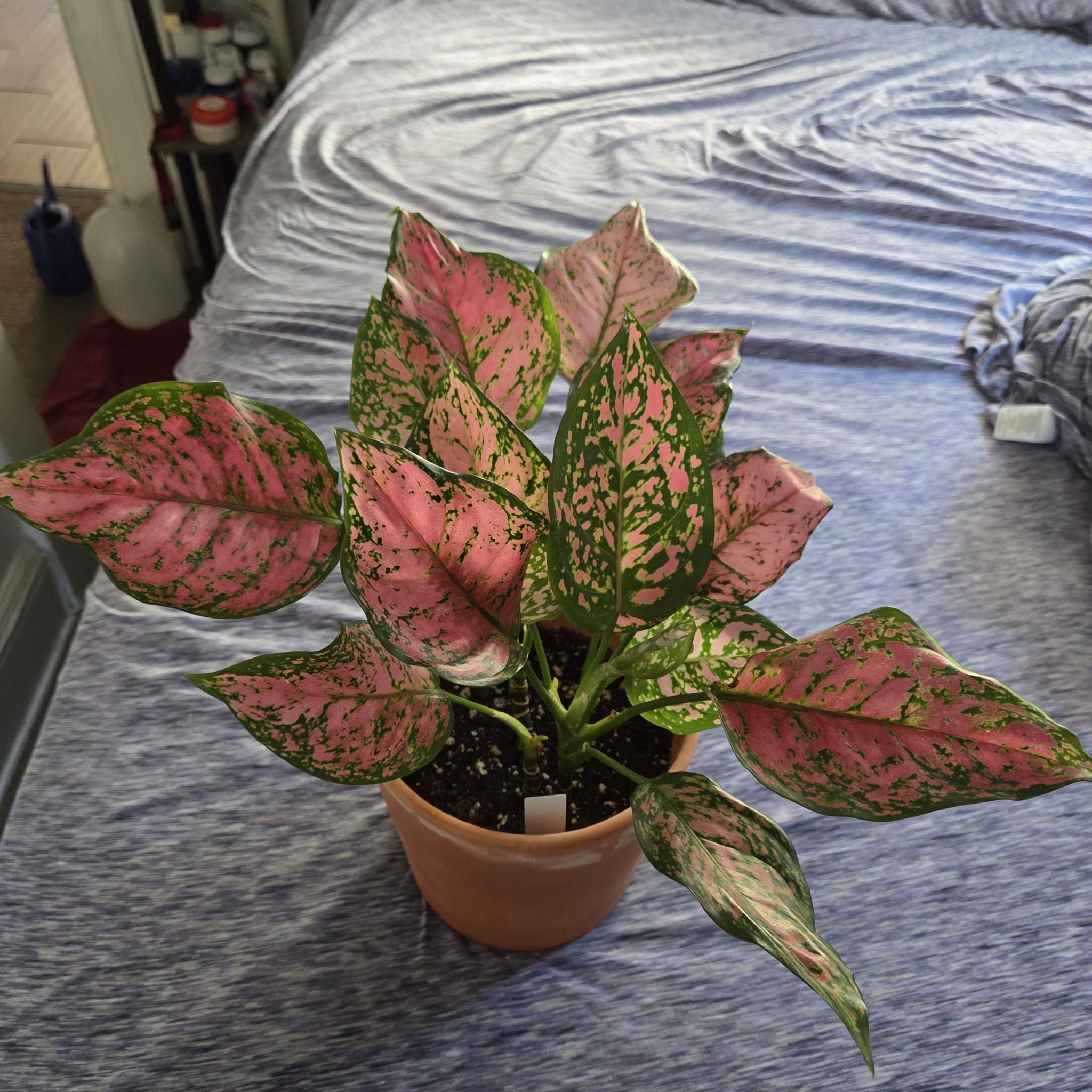 Photo of the plant species Aglaonema 'Ruby Ray' by @NikkiBplantmom named CALYPSO ROSE on Greg, the plant care app