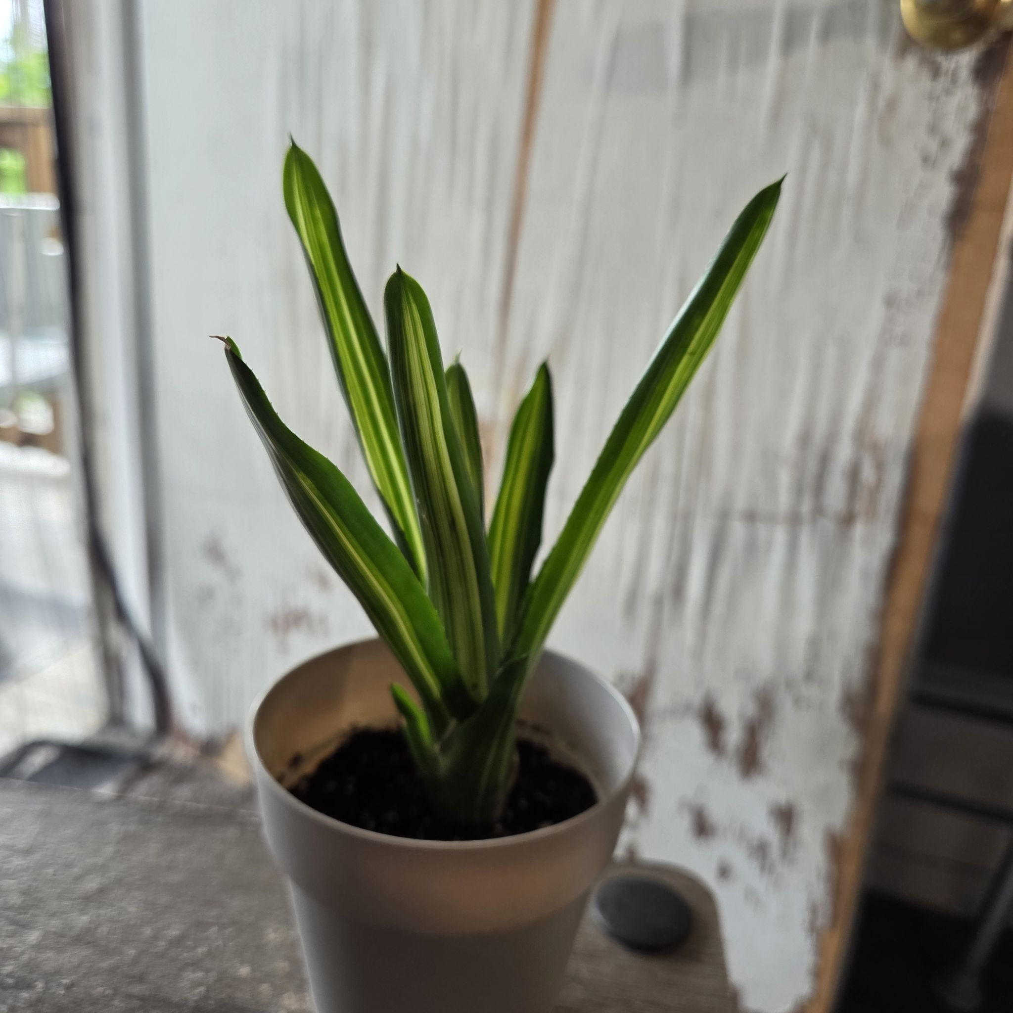 Photo of the plant species Bromeliad neoregelia by @NikkiBplantmom named DAHLIA on Greg, the plant care app