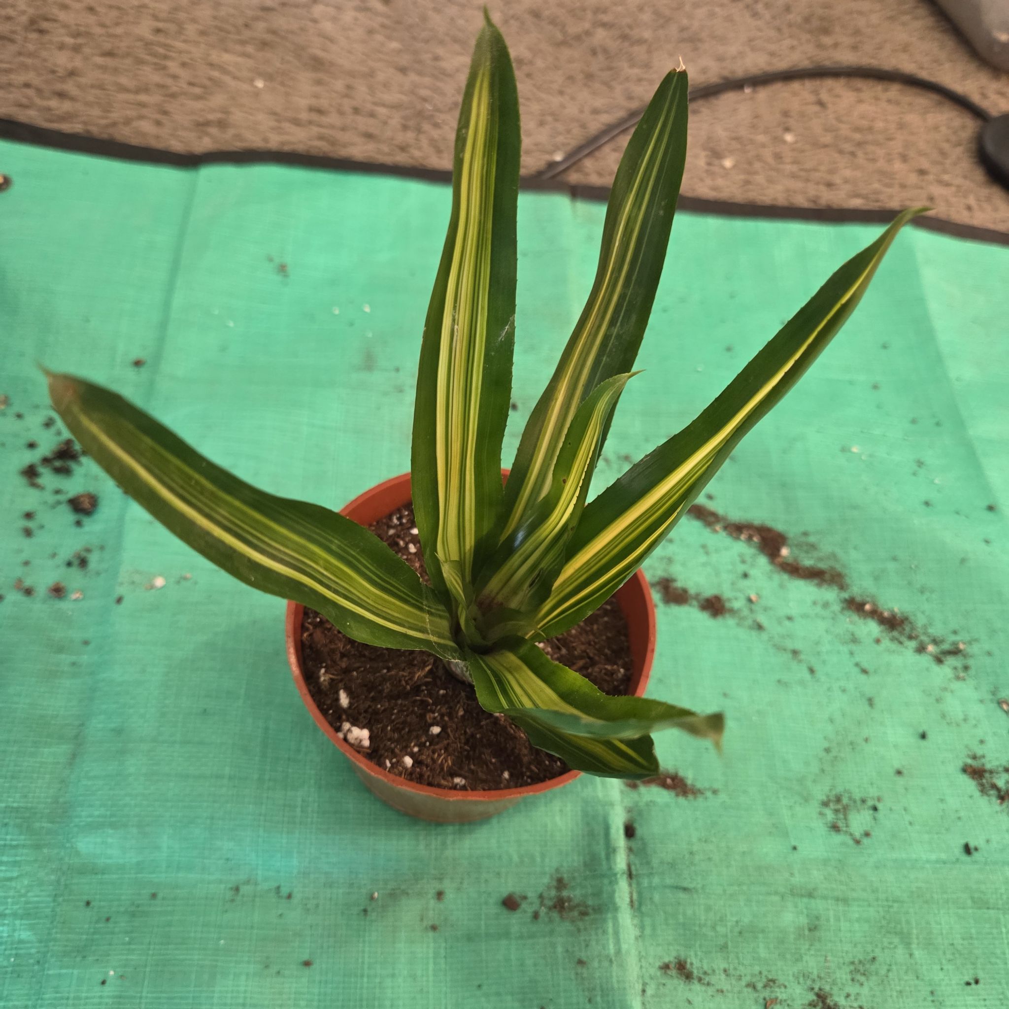 Photo of the plant species Bromeliad neoregelia by @NikkiBplantmom named AYASHA on Greg, the plant care app