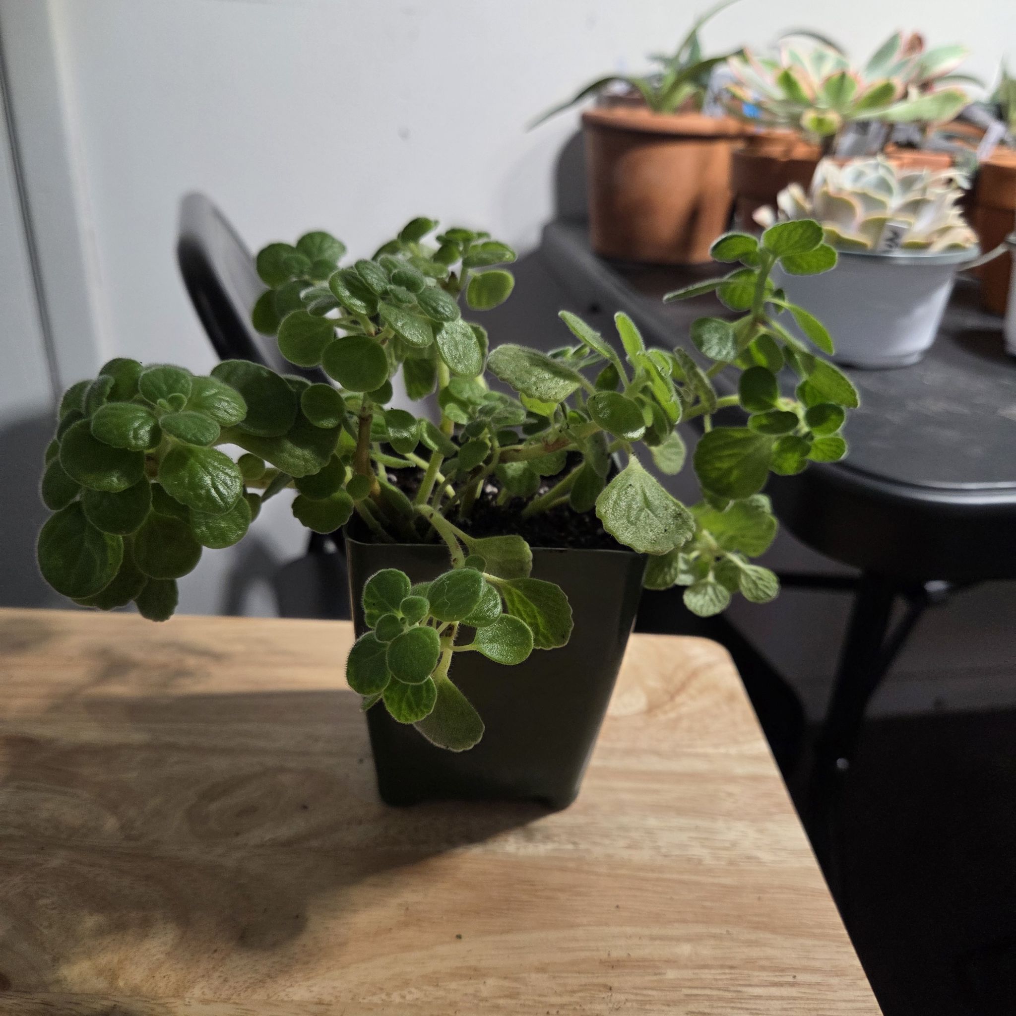 Photo of the plant species Vick's Plant by @NikkiBplantmom named VIC on Greg, the plant care app