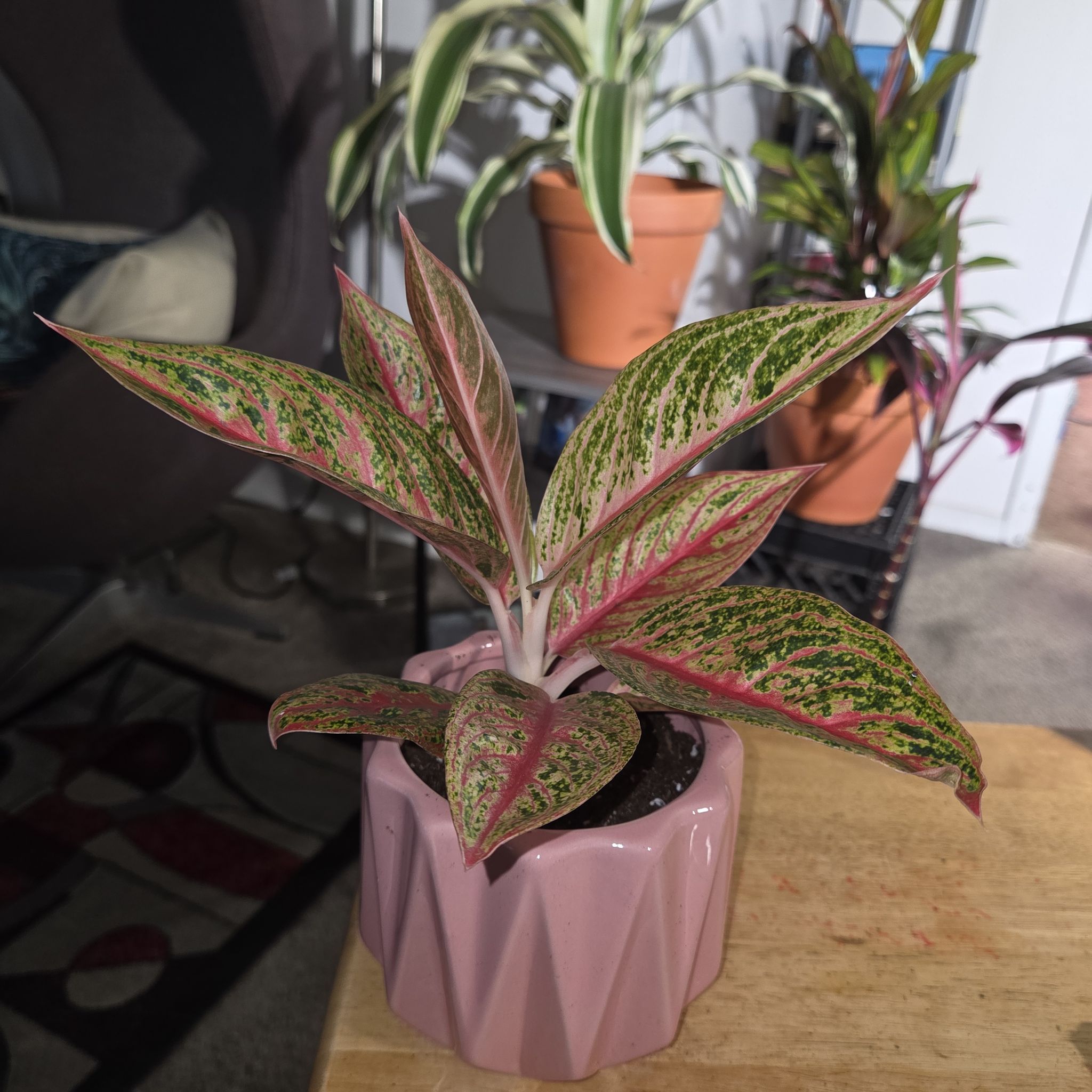 Plant care for Aglaonema 'Leprechaun' on Greg, the plant care app