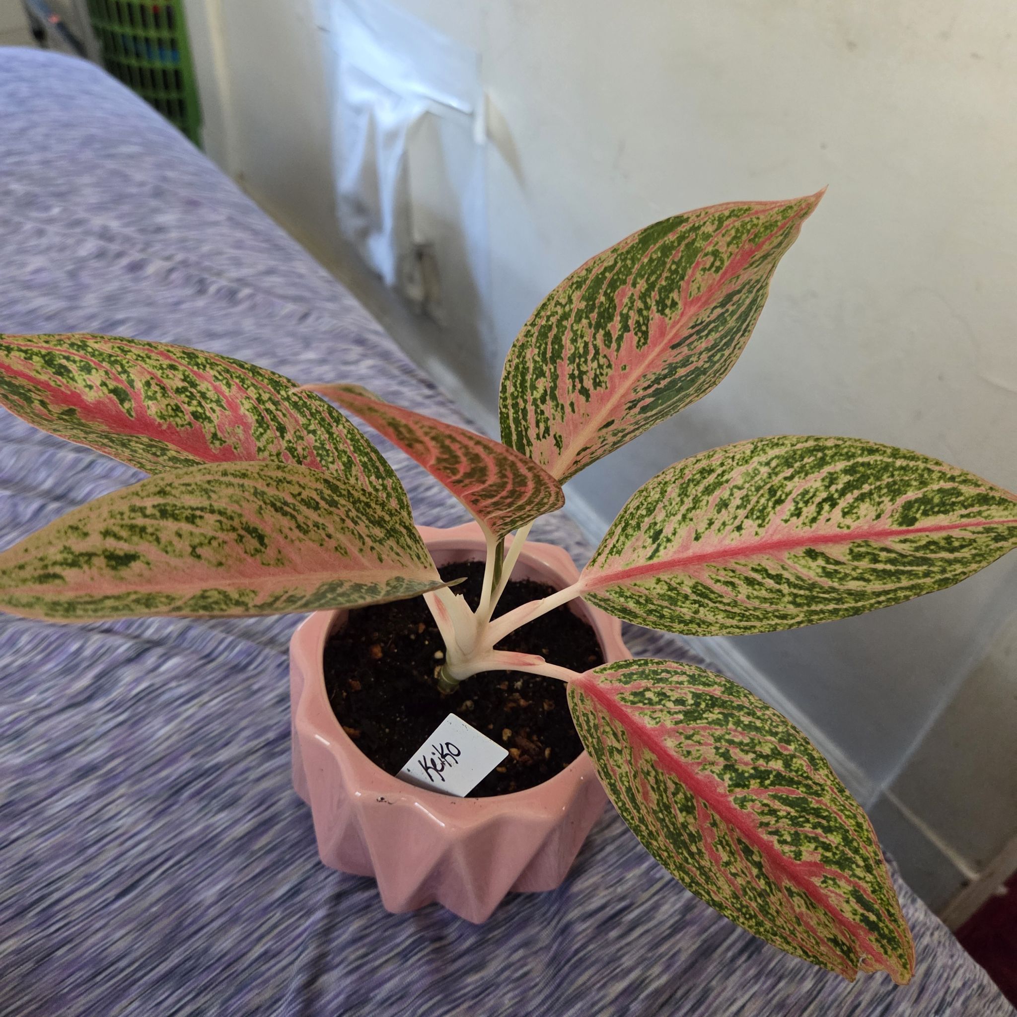 Photo of the plant species Aglaonema 'Legacy Pink' by @NikkiBplantmom named KEIKO on Greg, the plant care app
