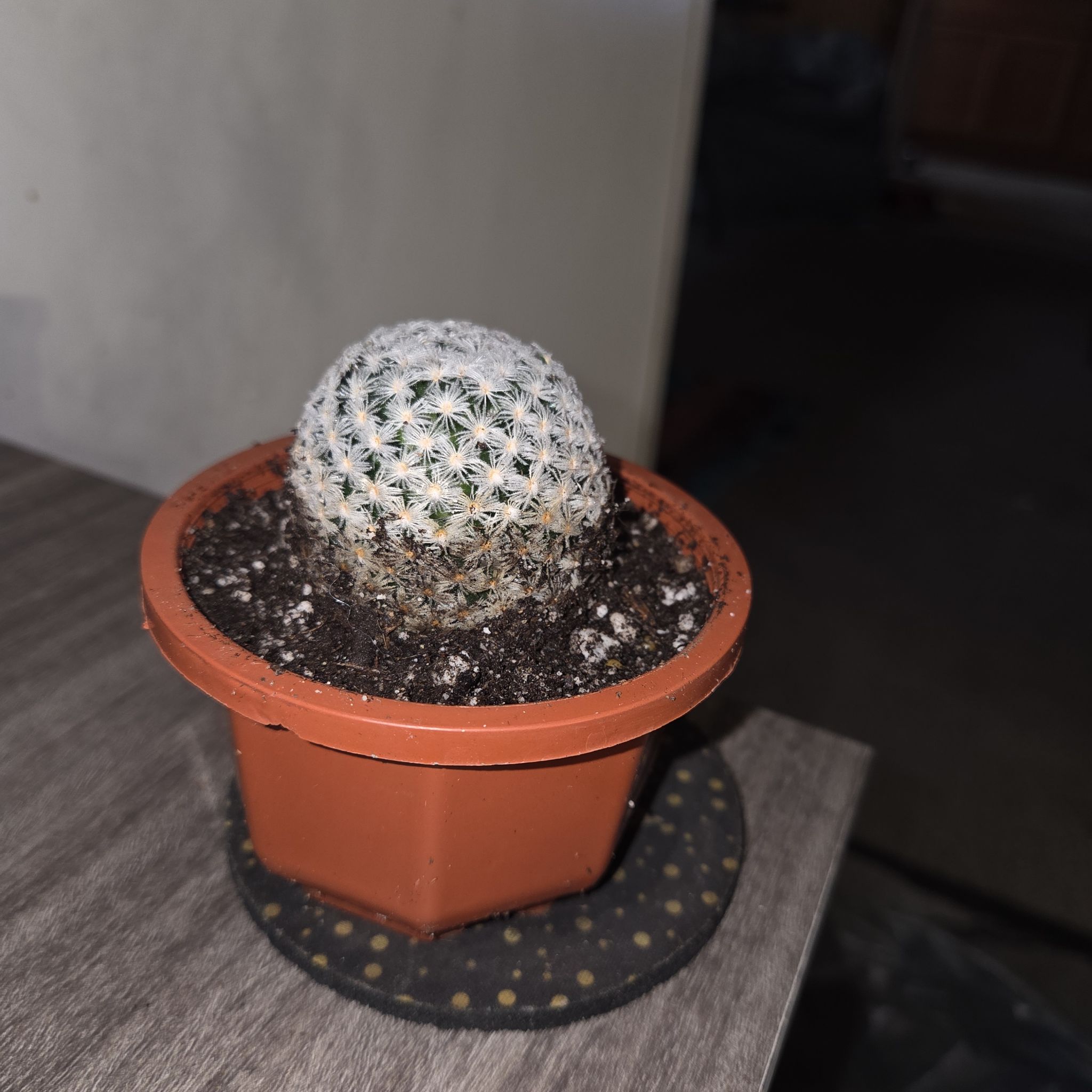 Photo of the plant species Mammillaria duwei by @NikkiBplantmom named DOMINGO on Greg, the plant care app