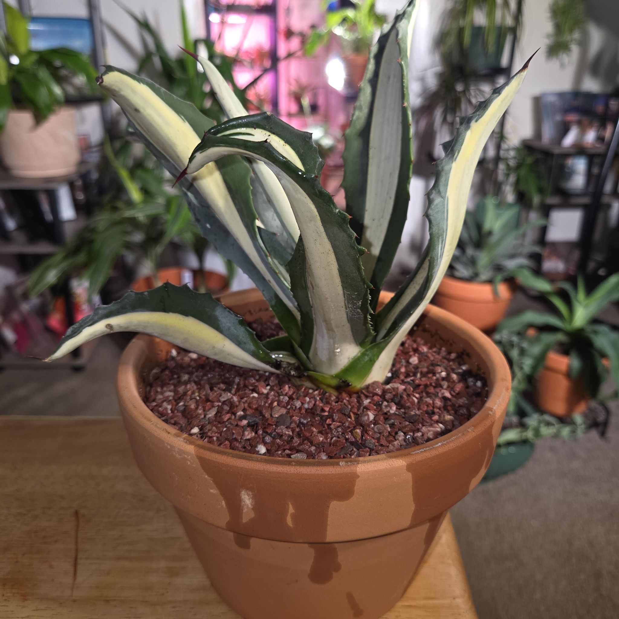 Photo of the plant species Agave americana medio-picta 'Alba' by @NikkiBplantmom named BLANCO on Greg, the plant care app