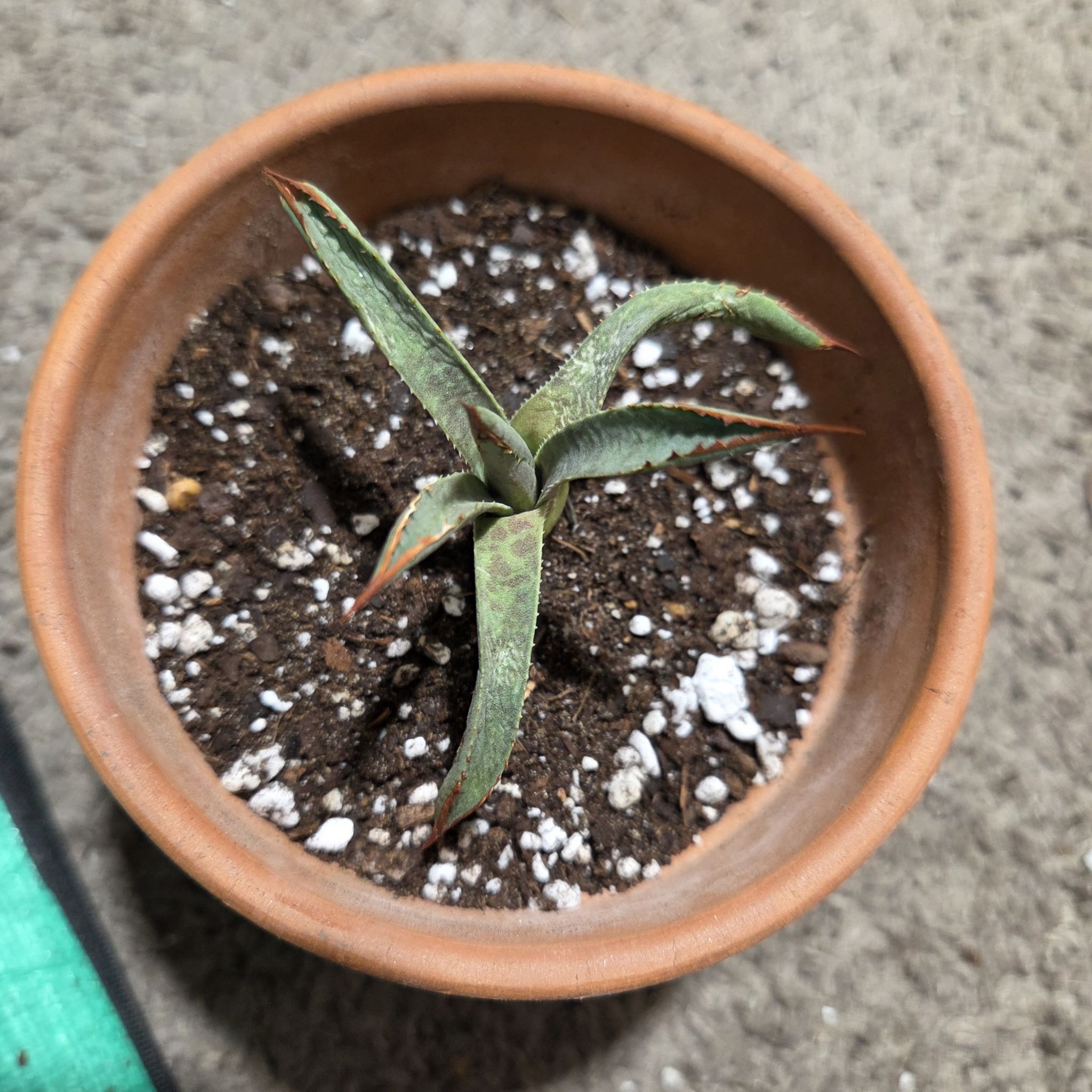 Photo of the plant species Mangave 'Bella' by @NikkiBplantmom named ZUNI on Greg, the plant care app