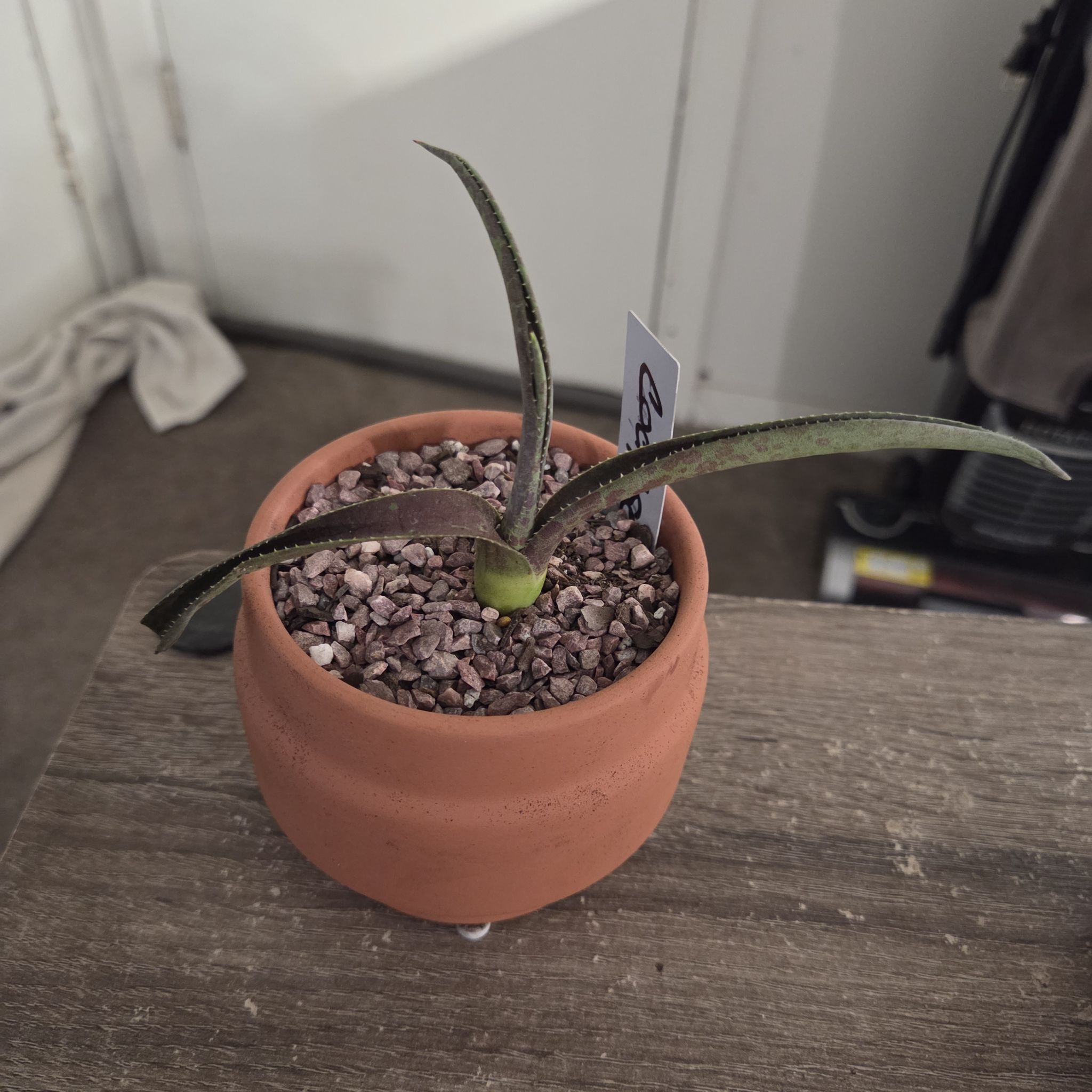Photo of the plant species Mangave 'Blazing Saddles' by @NikkiBplantmom named COCHISE on Greg, the plant care app
