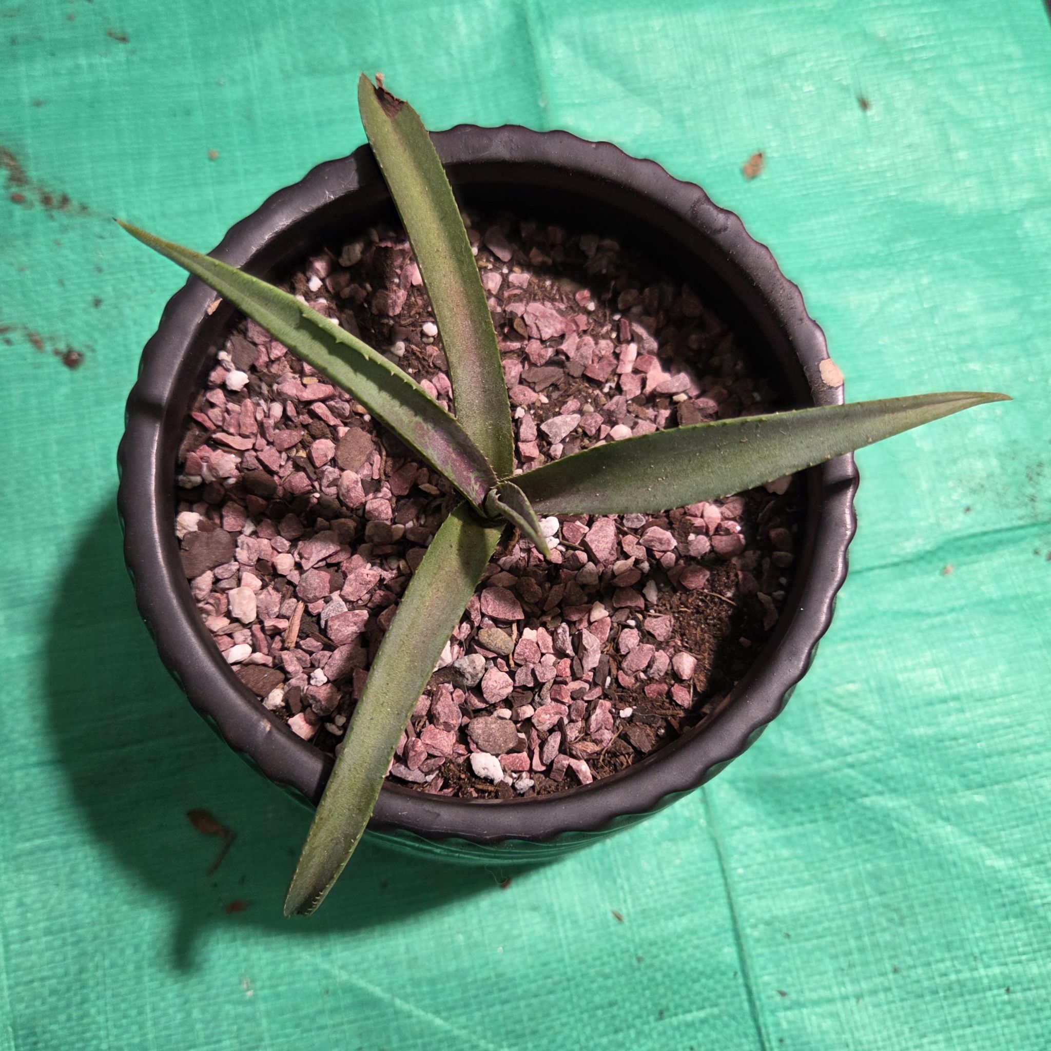 Photo of the plant species Mangave 'Blazing Saddles' by @NikkiBplantmom named COCHISE on Greg, the plant care app